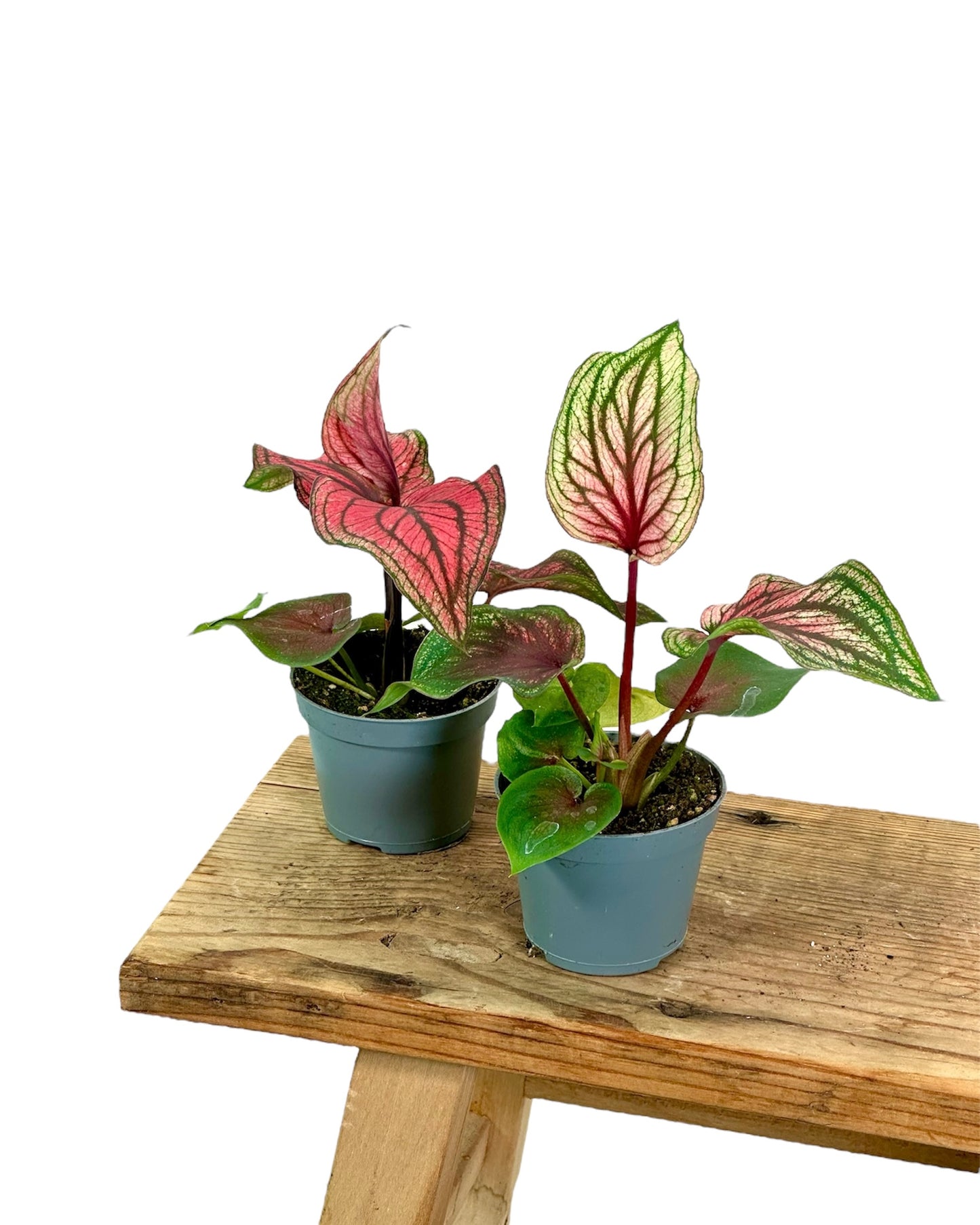 Caladium Lucia - Baby plant