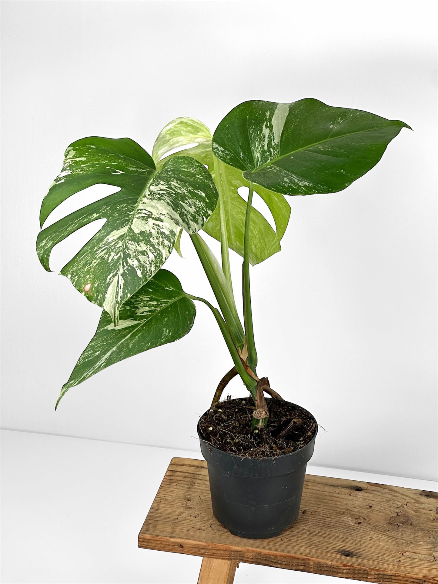 Monstera variegata - M
