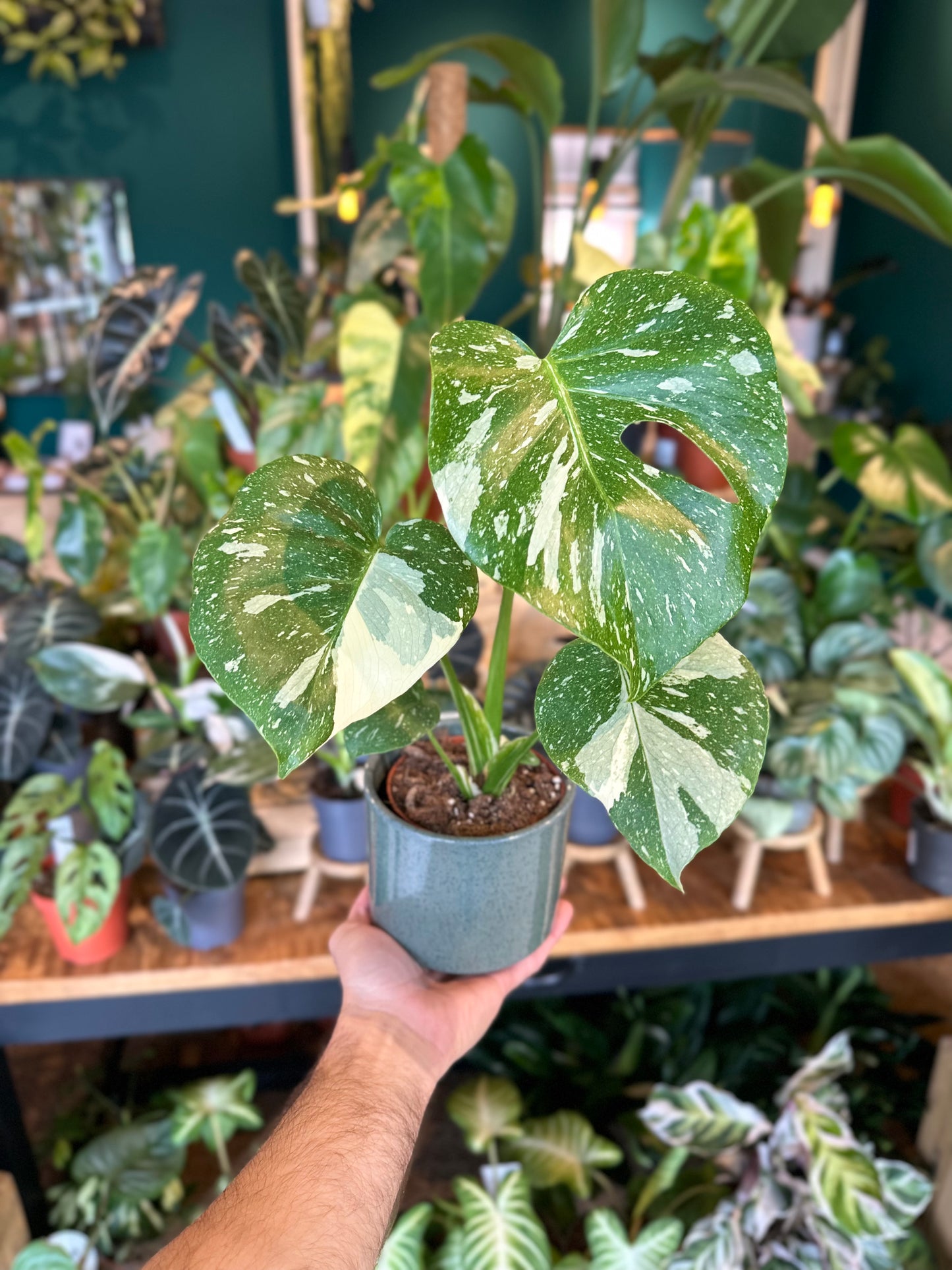 Monstera Thaï Constellation - Taille M 0908