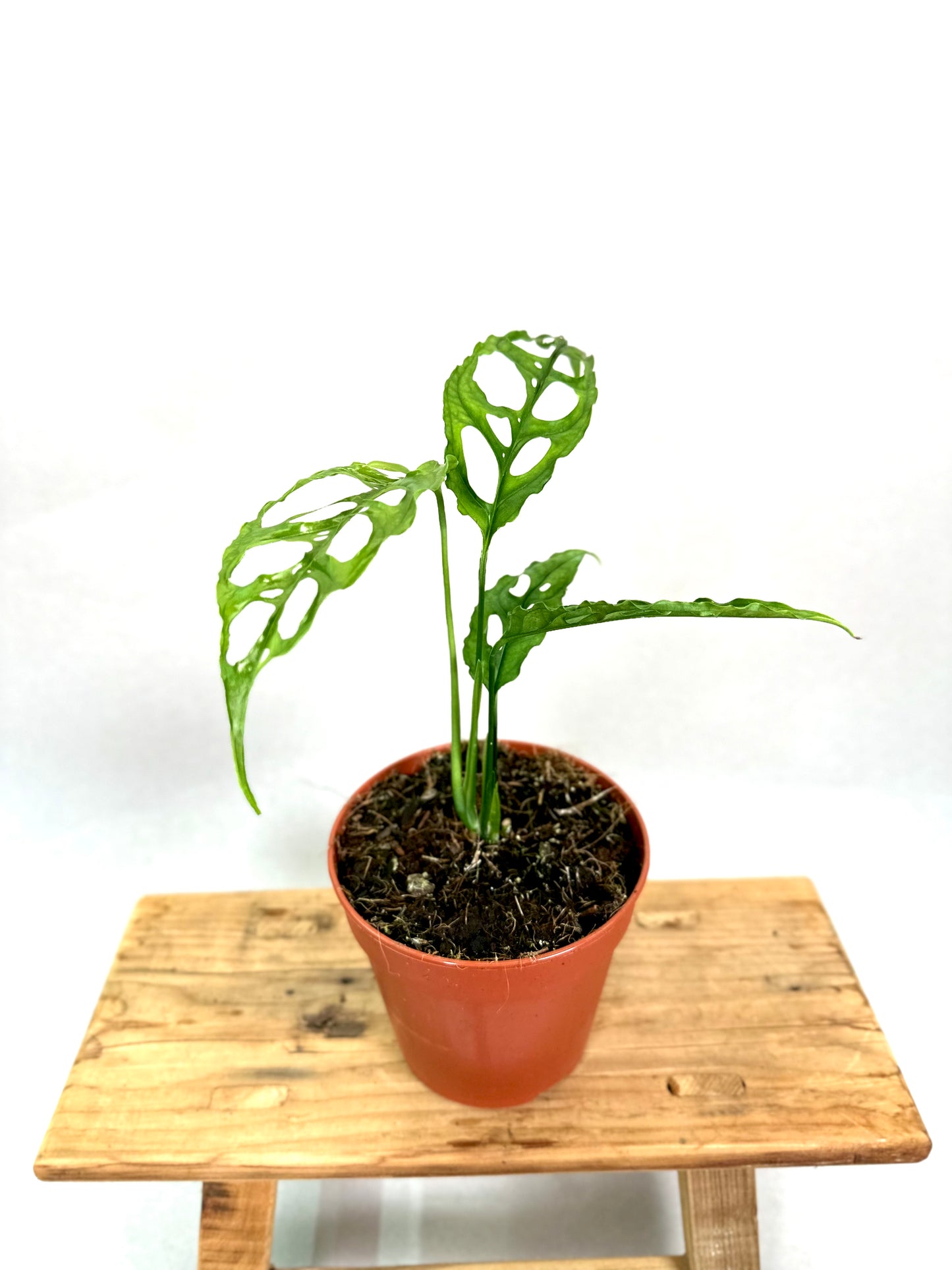 Monstera Obliqua Peru