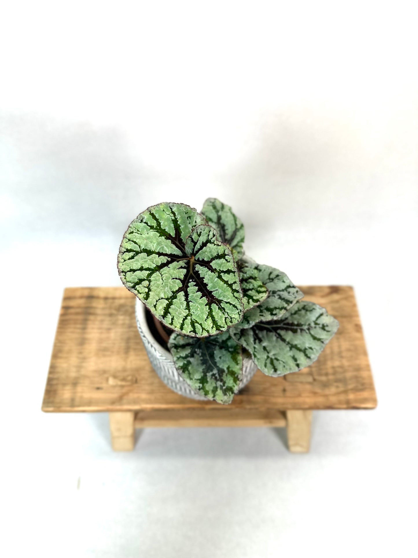 Begonia Rex Fedor