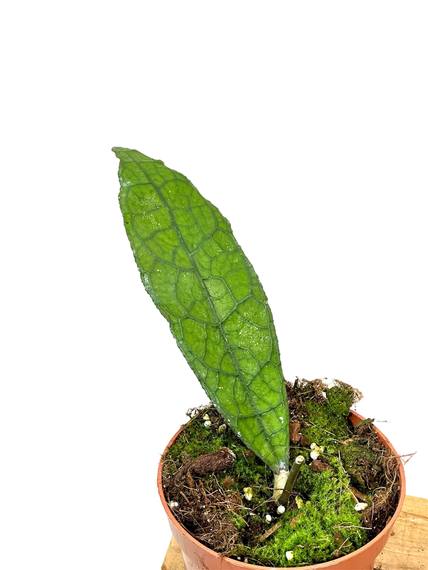 Hoya Clemensiorum Sumatra