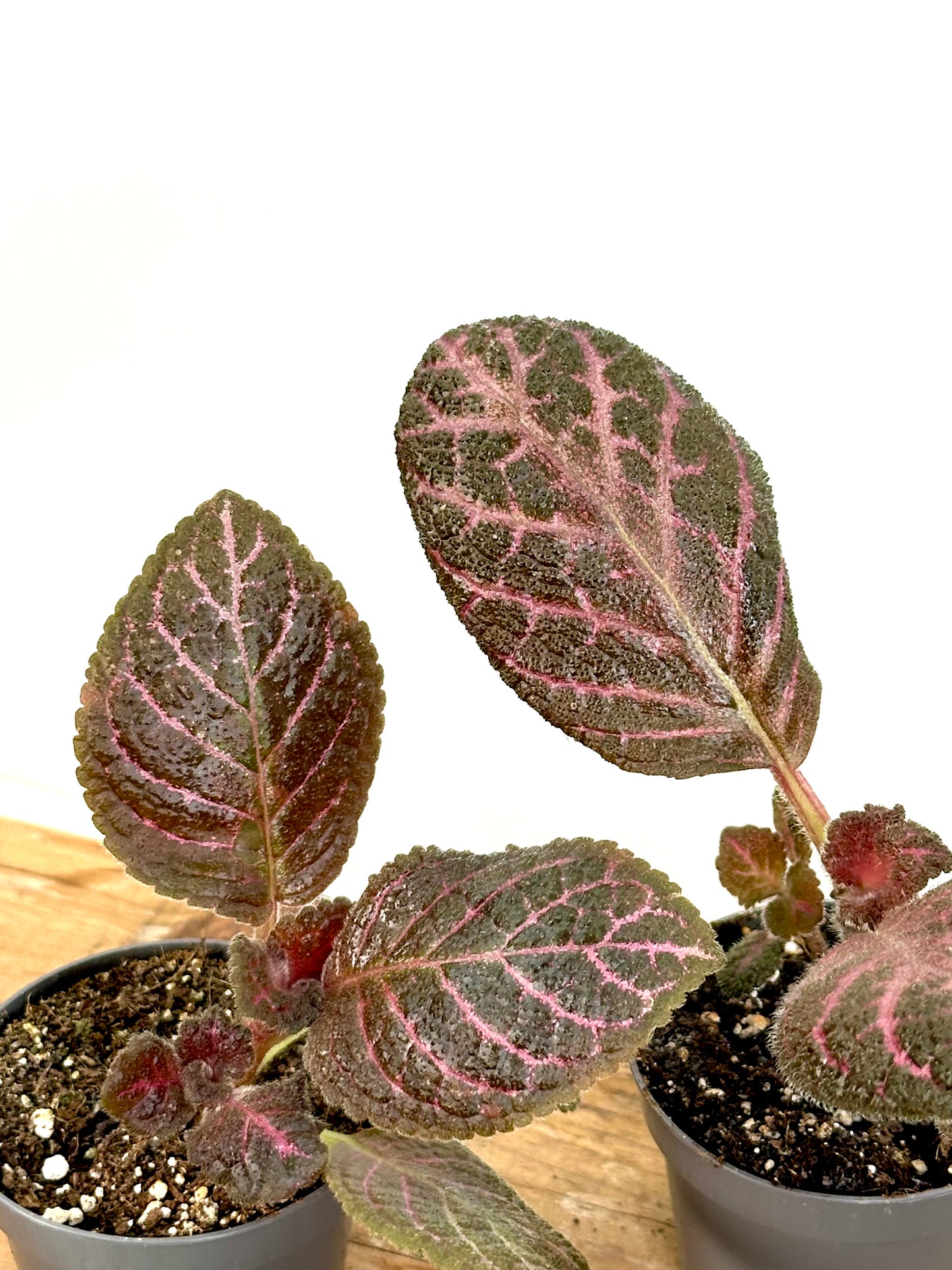 Episcia Black Star - Baby plant