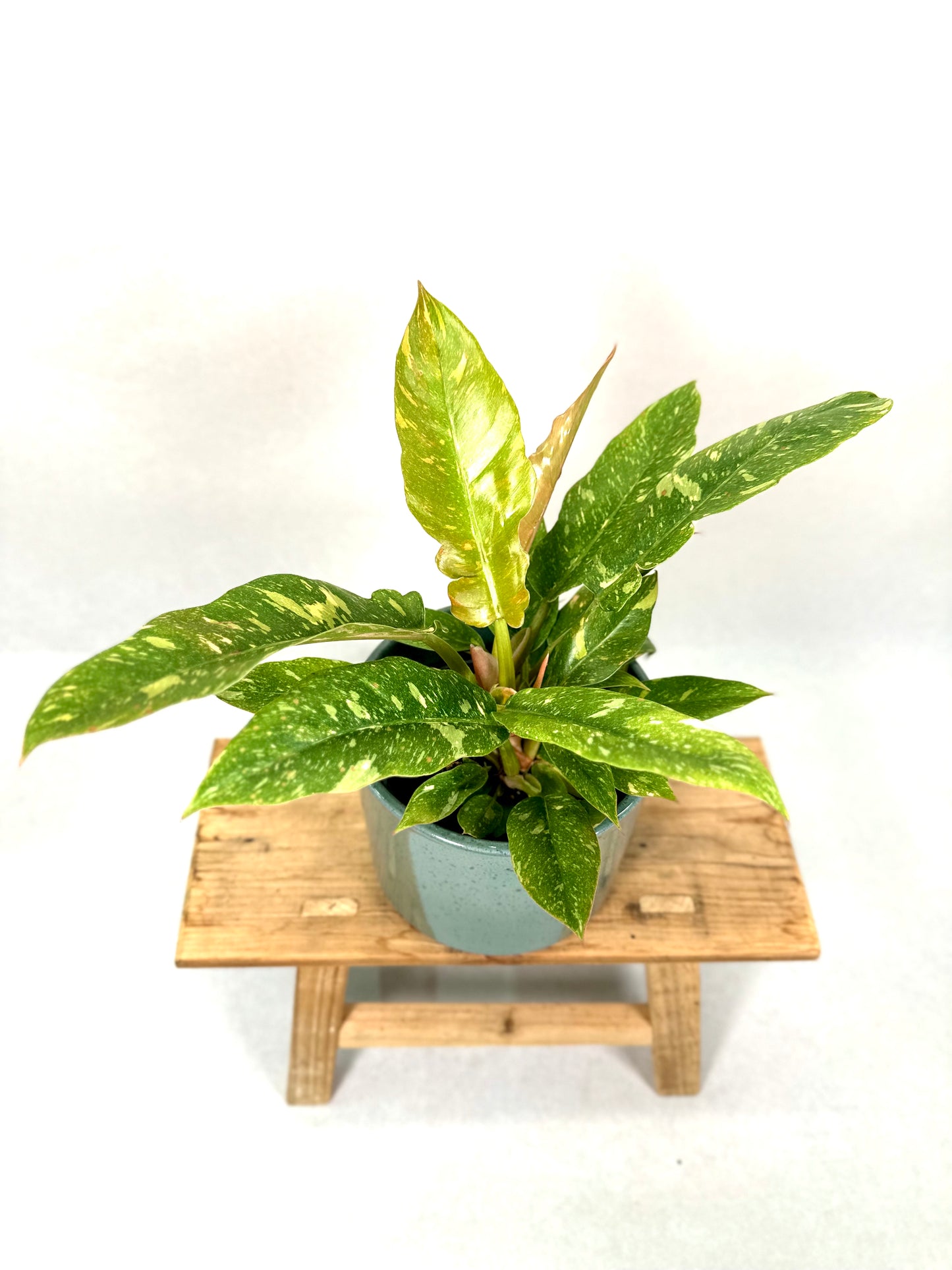 Philodendron Ring of Fire