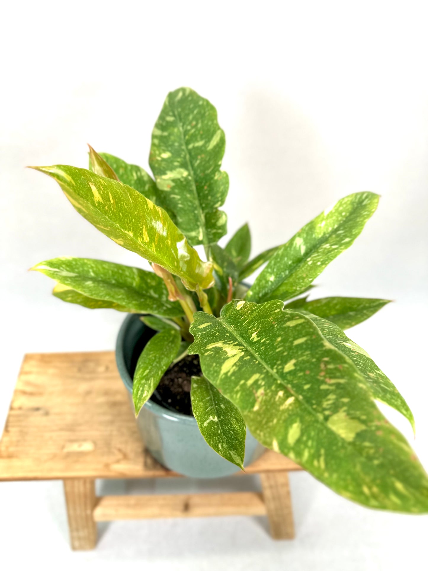 Philodendron Ring of Fire
