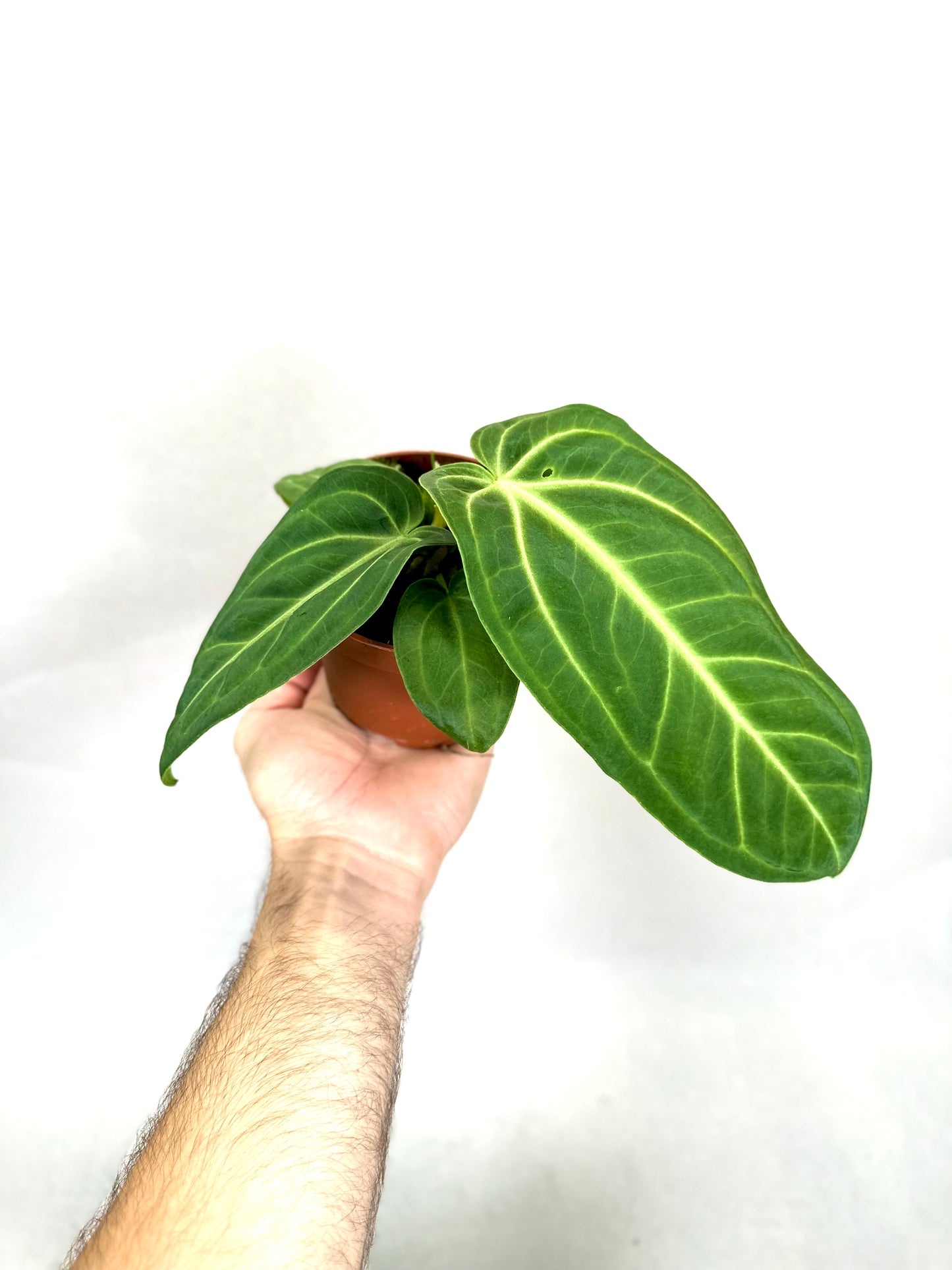 Anthurium Villeanaorum