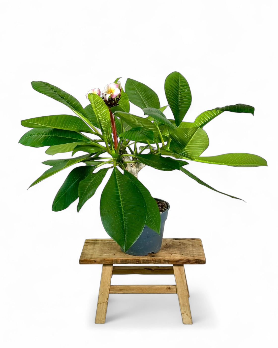 Plumeria - Frangipanier