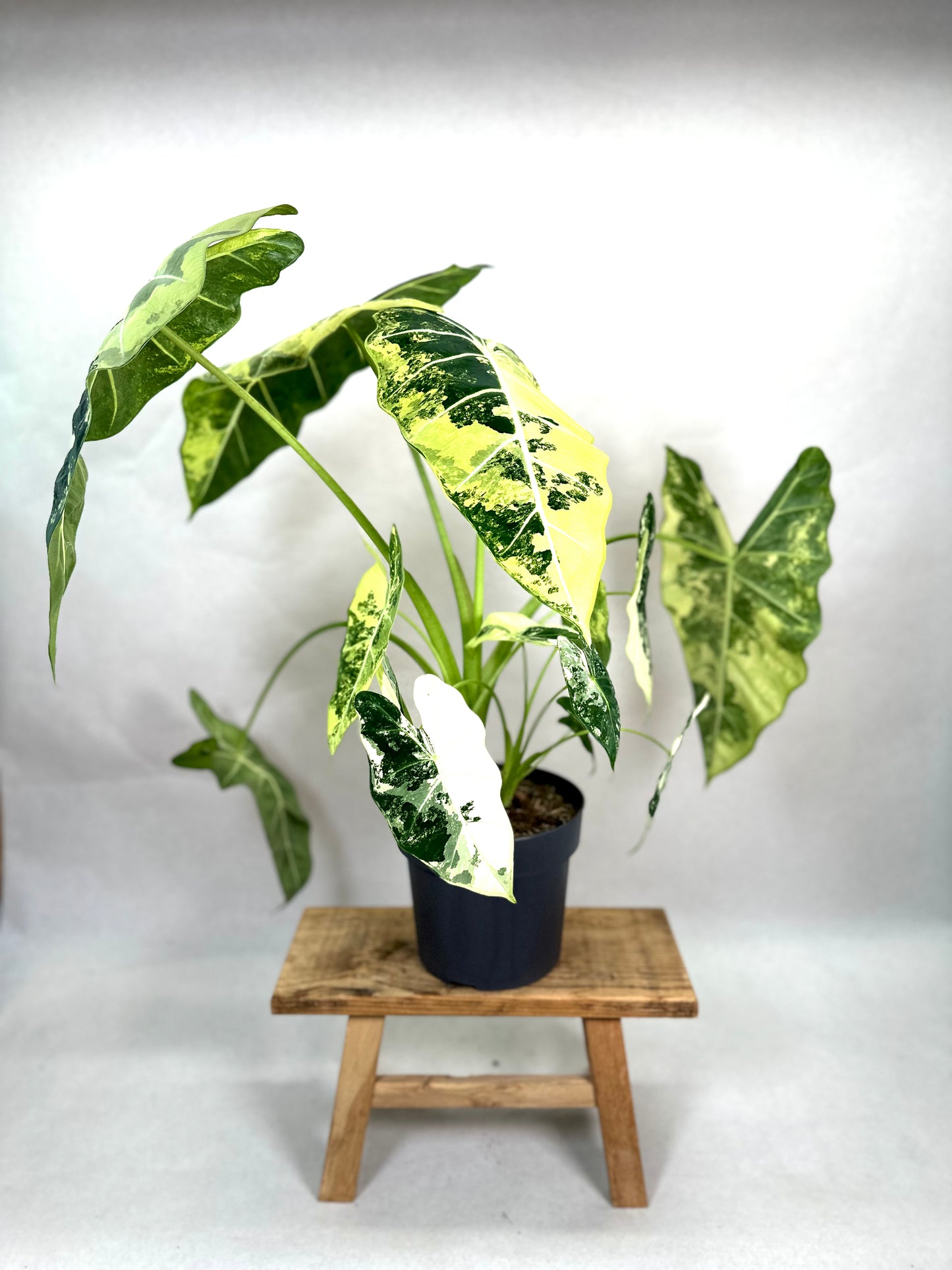 Alocasia Frydek variegata - Taille XL 1008