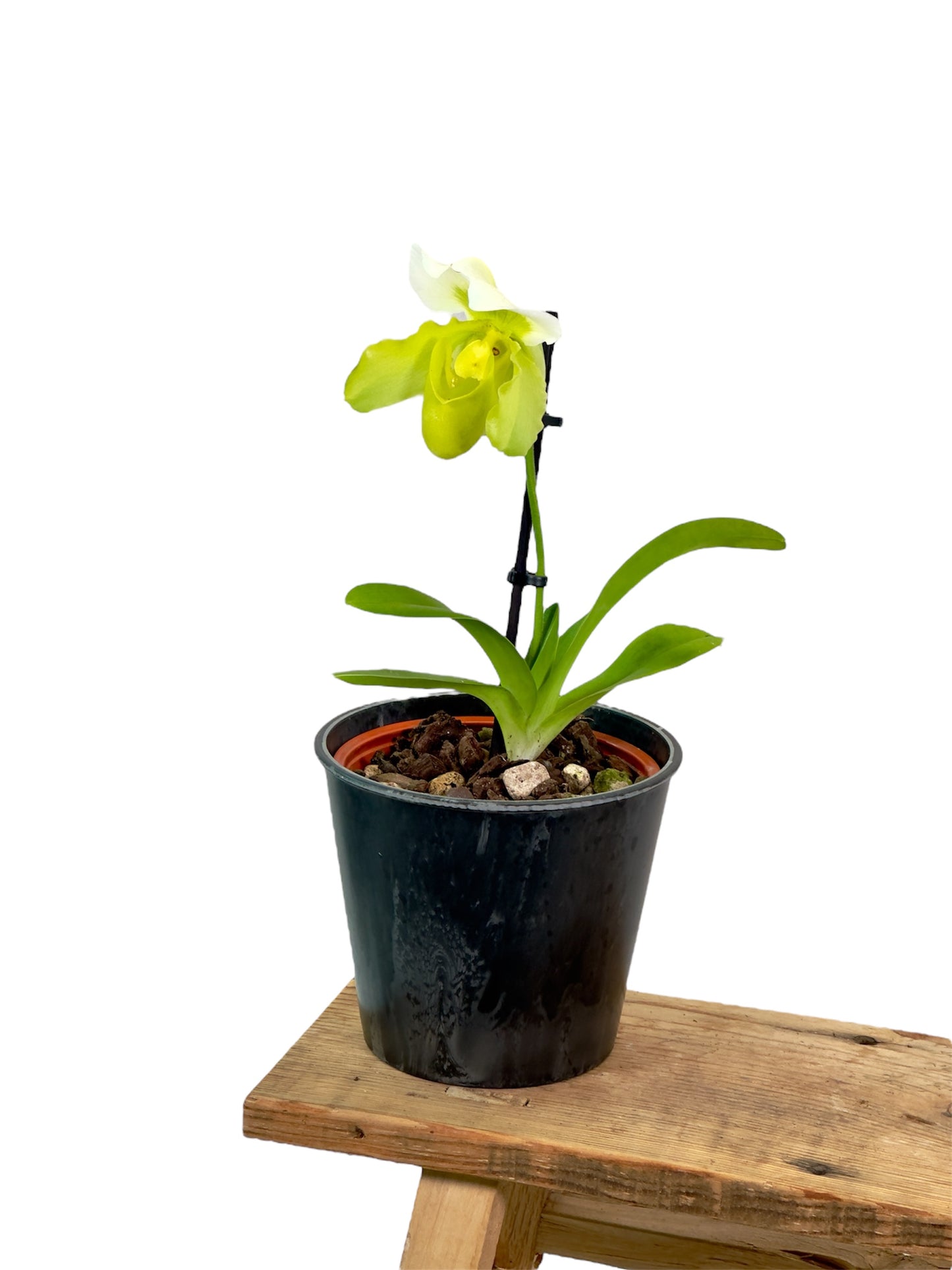 Paphiopedilum Sanderae ''SP''