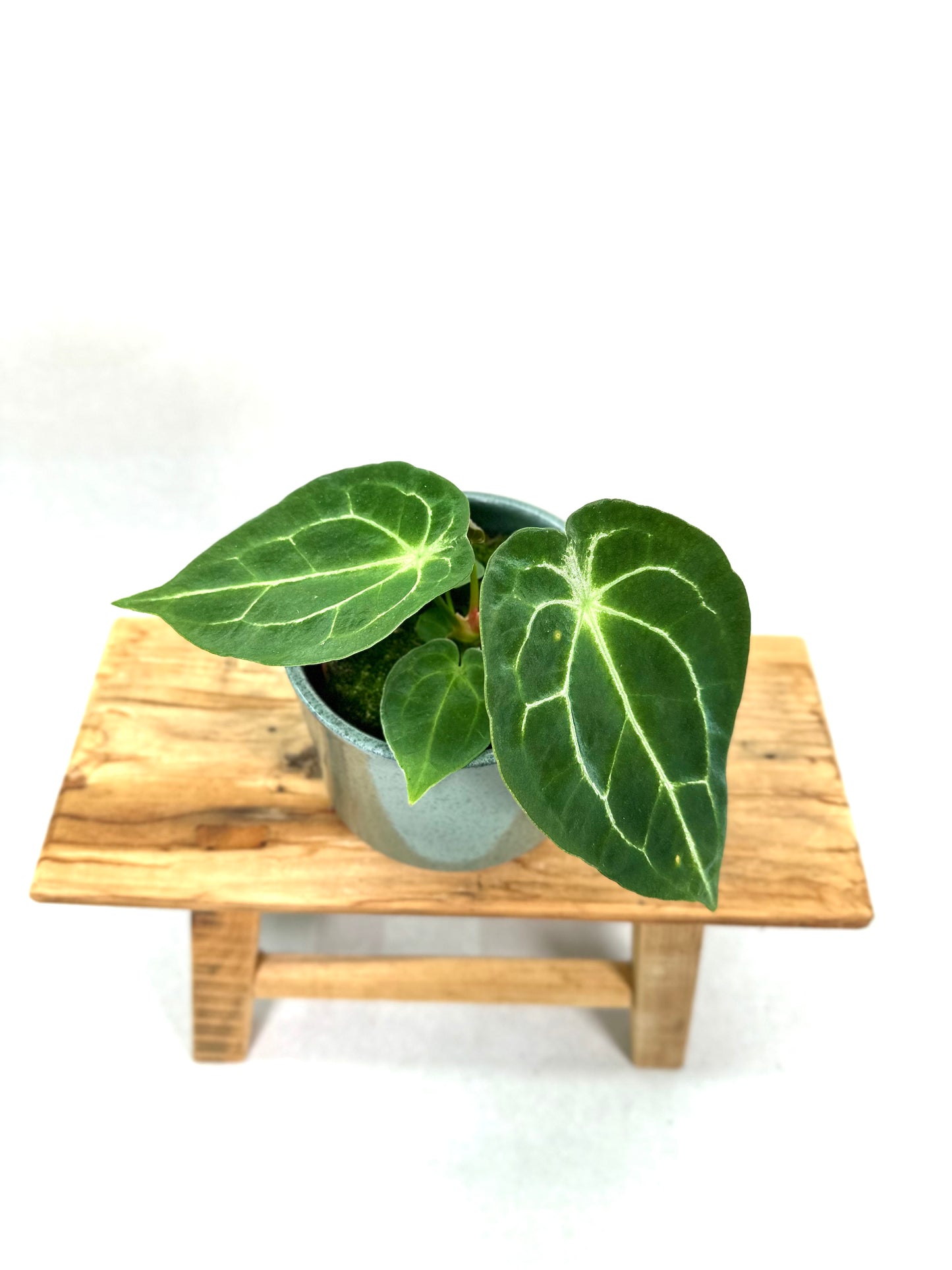Anthurium Forgetii Silver
