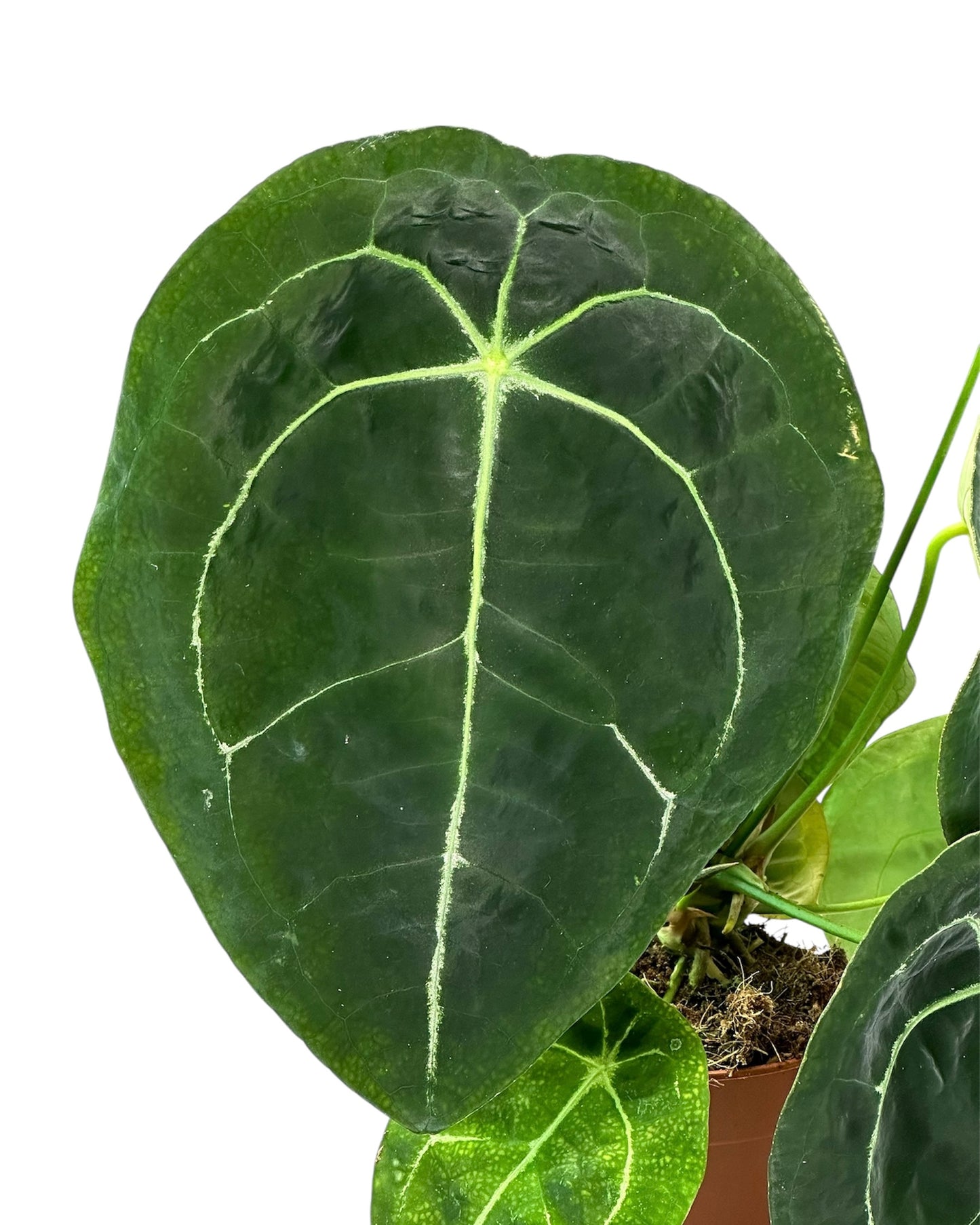 Anthurium Forgetii