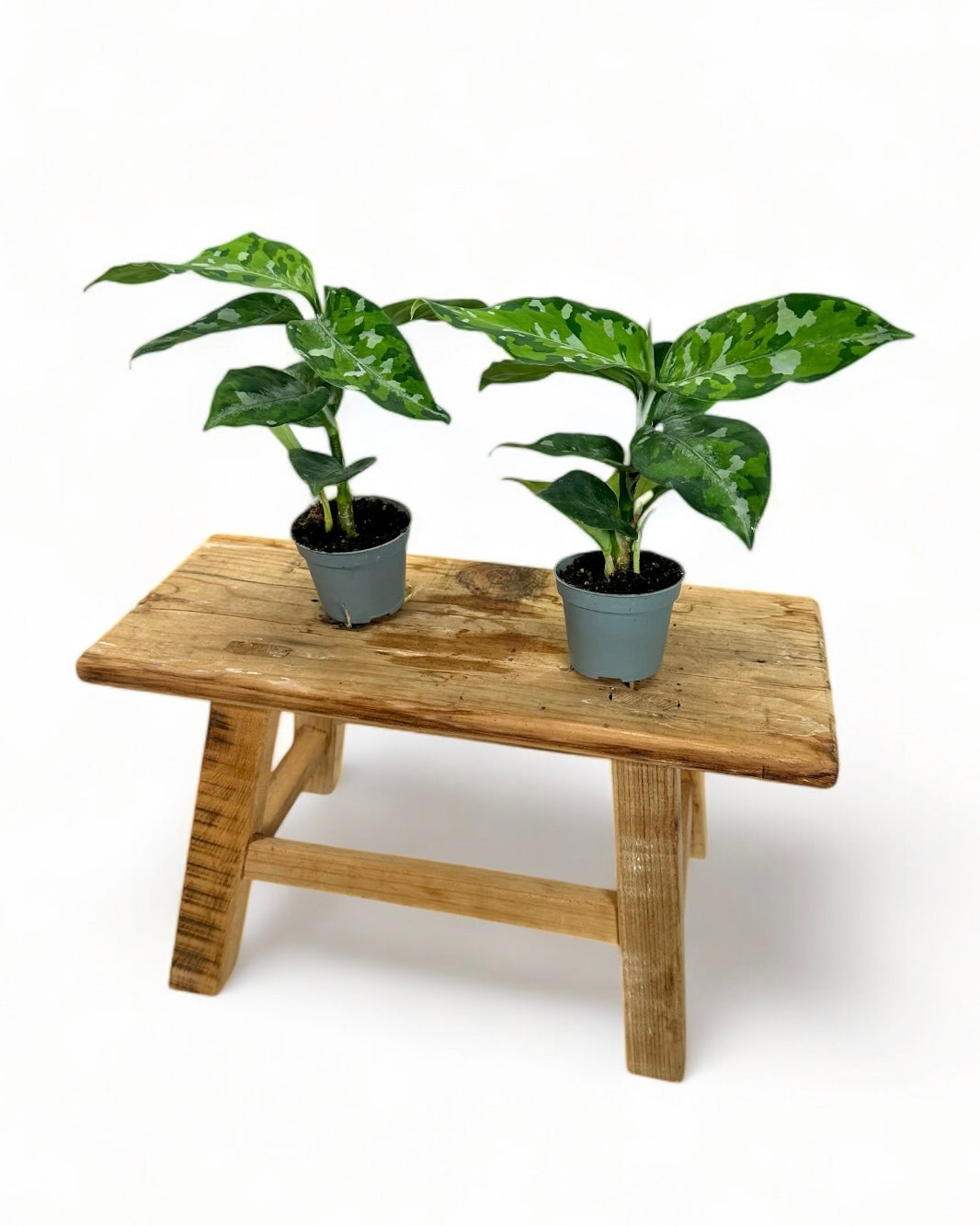 Aglaonema Pictum Tricolor - Baby plant