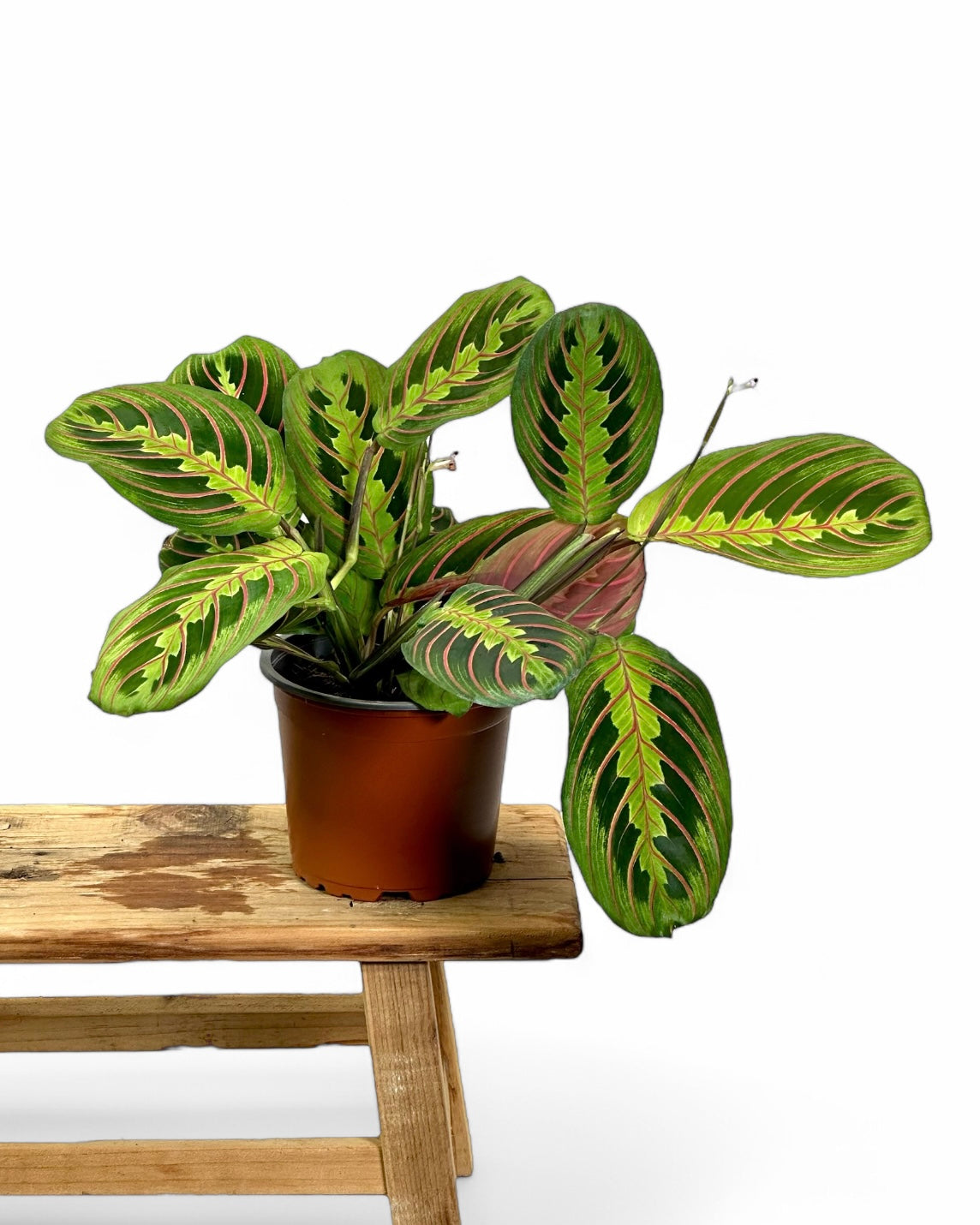 Maranta Leuconeura Fascinator