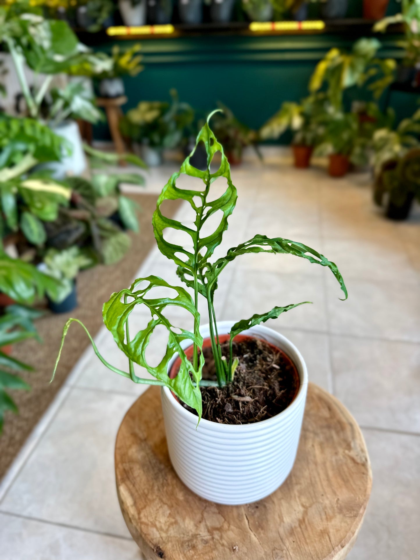 Monstera Obliqua Peru