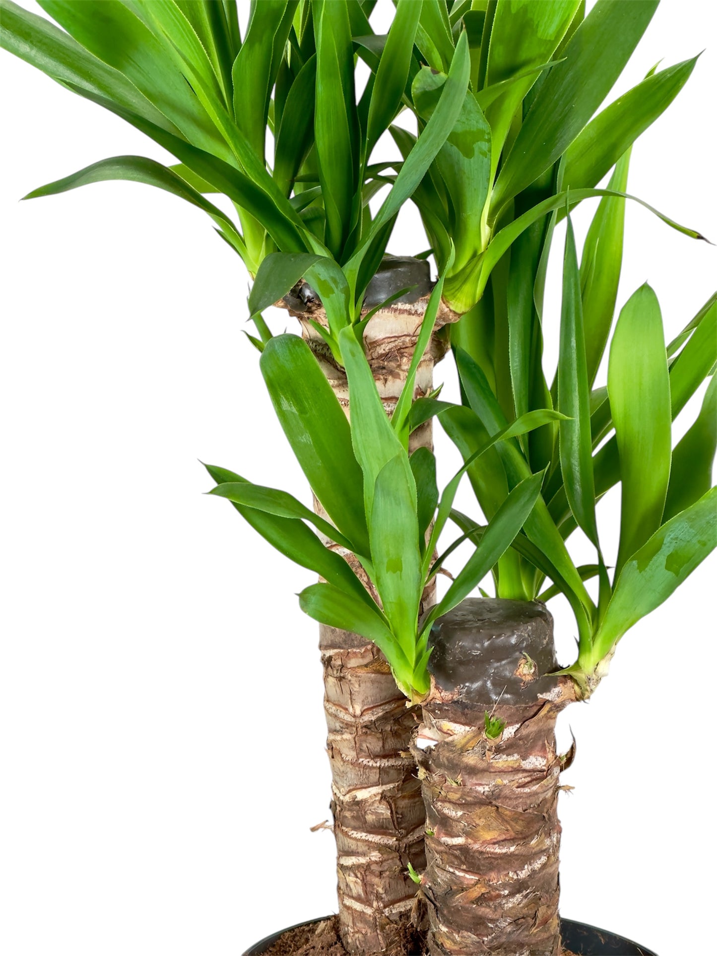 Yucca - 70cm