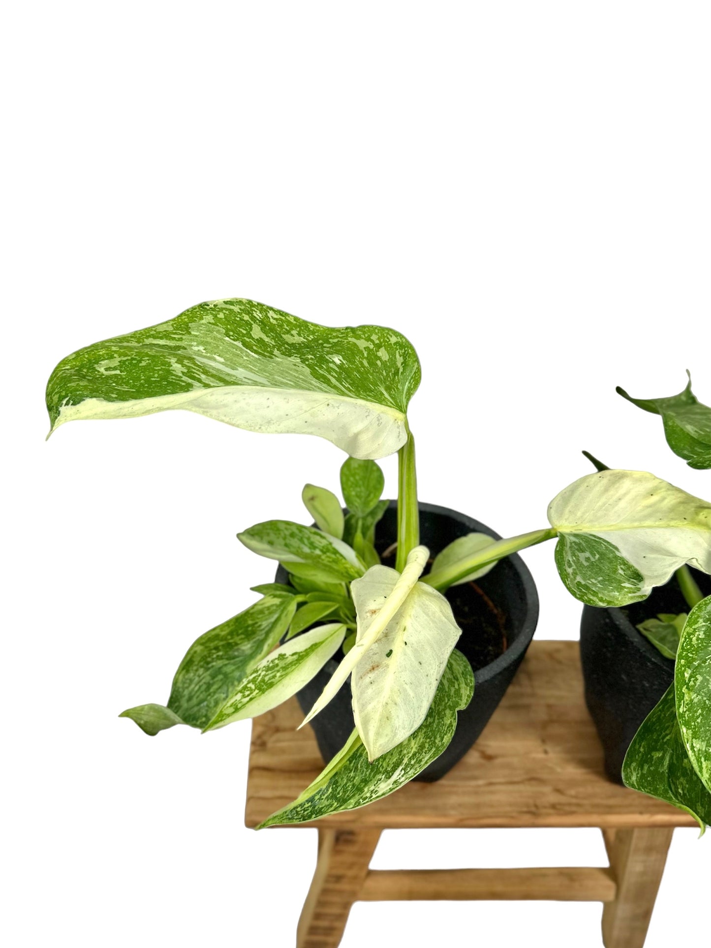 Philodendron Jose Buono