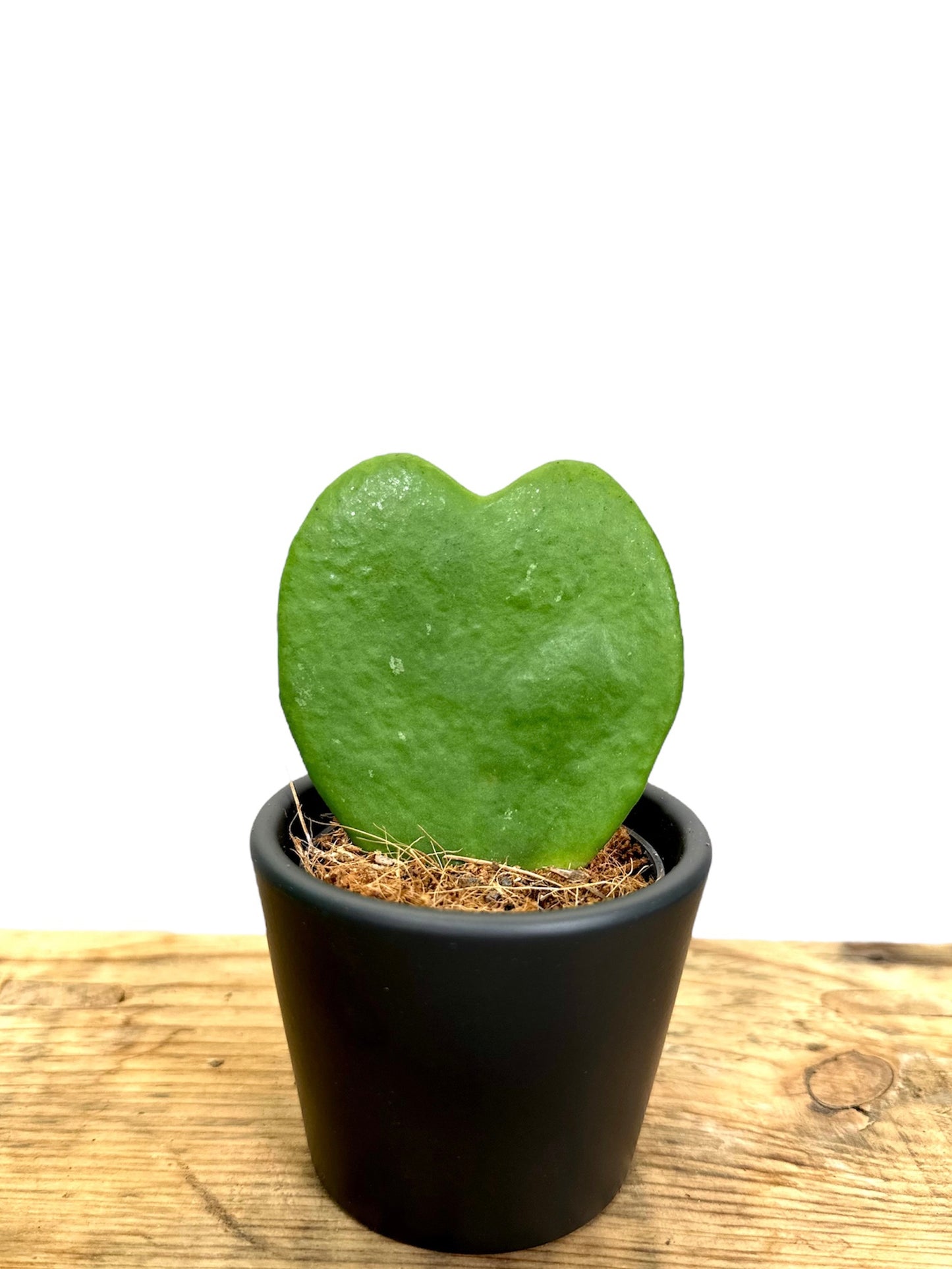 Hoya Kerrii - Baby plant