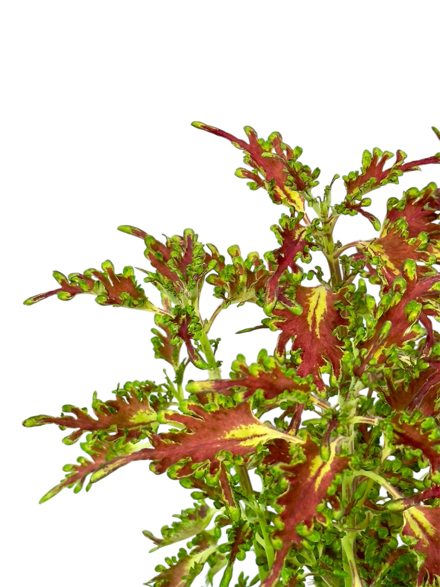 Coleus/Solenostemon Hybrid ''SP''