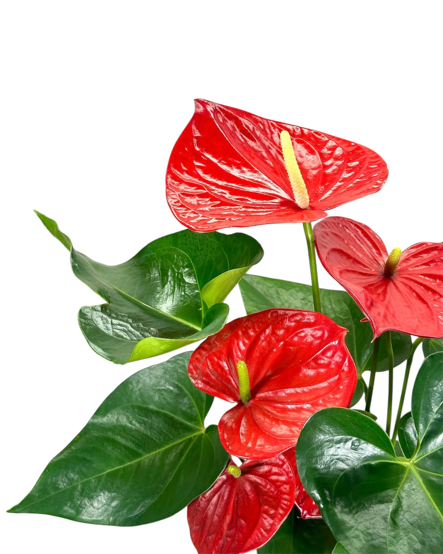 Anthurium Royal Red Champion - XL