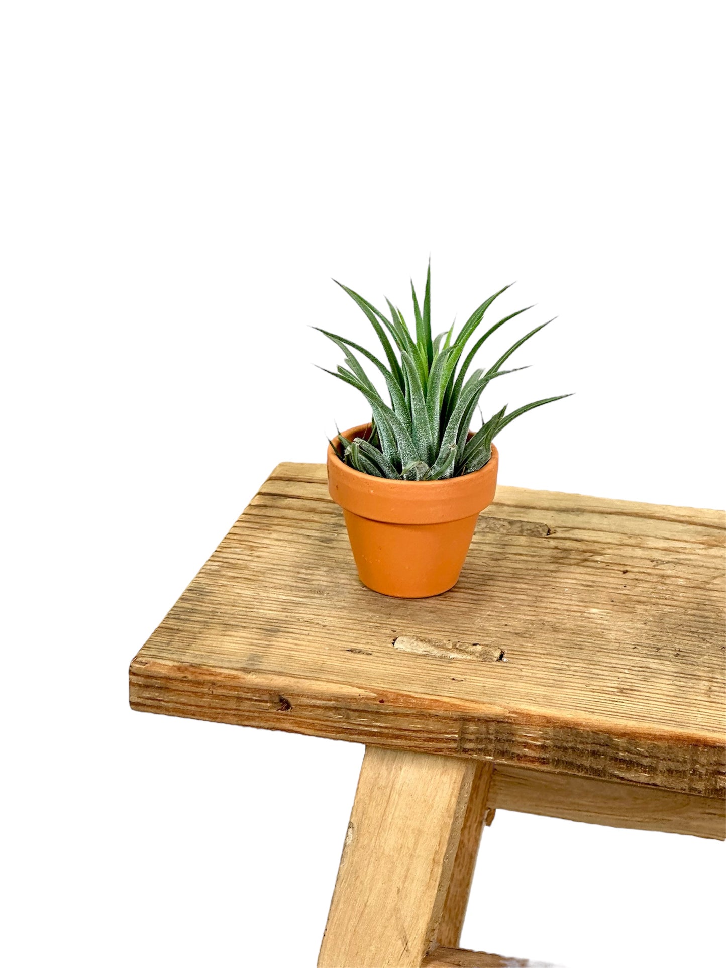 Tillandsia avec pot décoratif