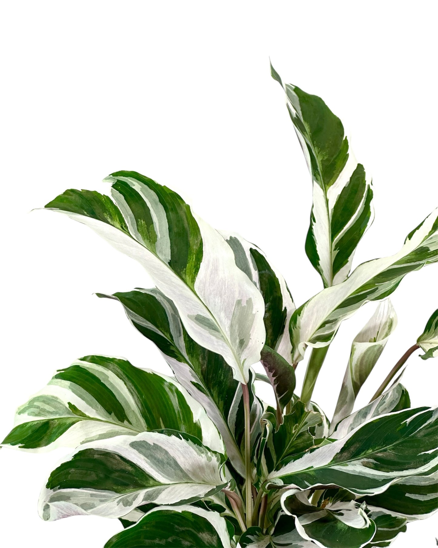 Calathea White Fusion