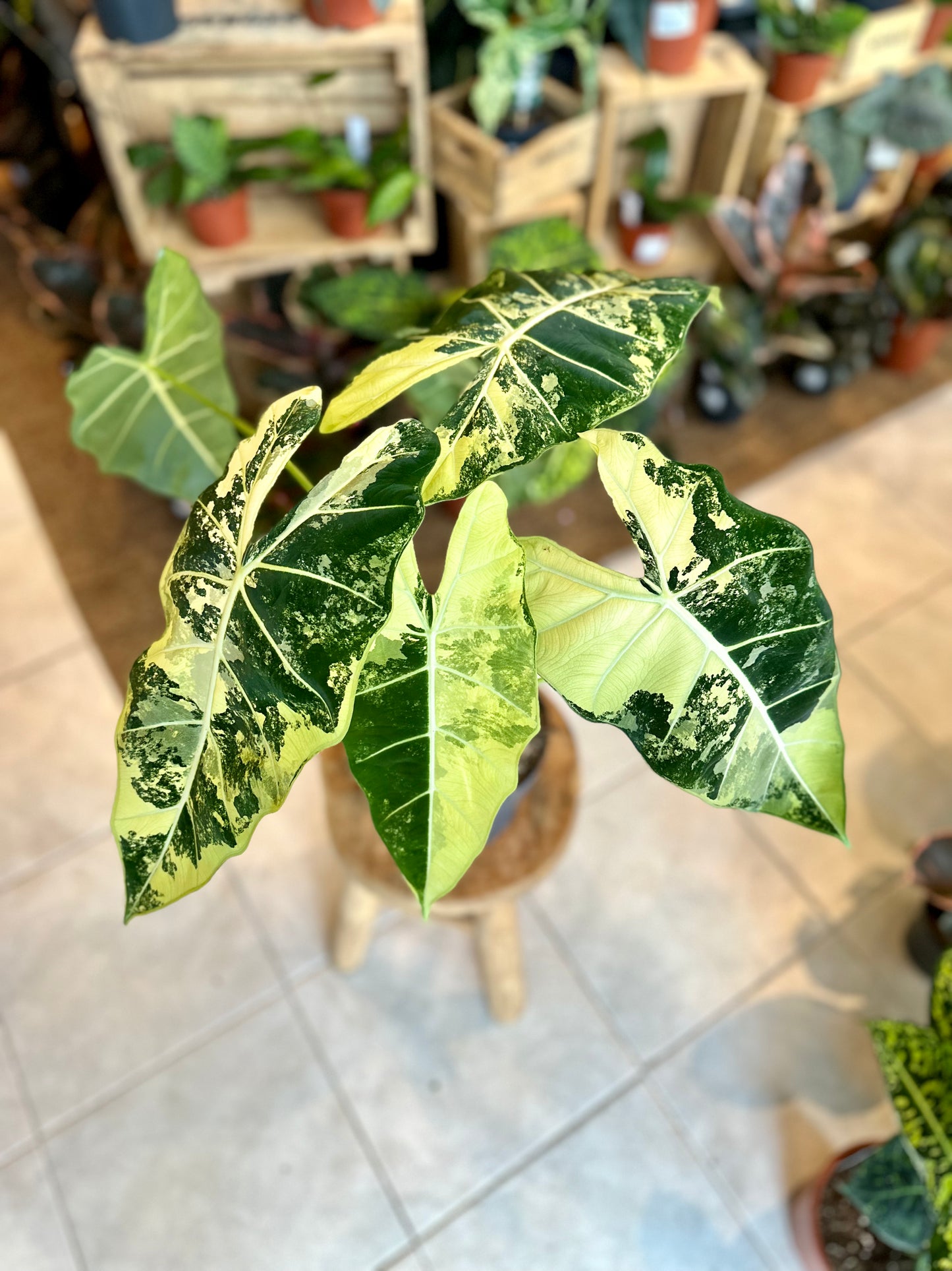 Alocasia Frydek variegata - Taille XL 1009