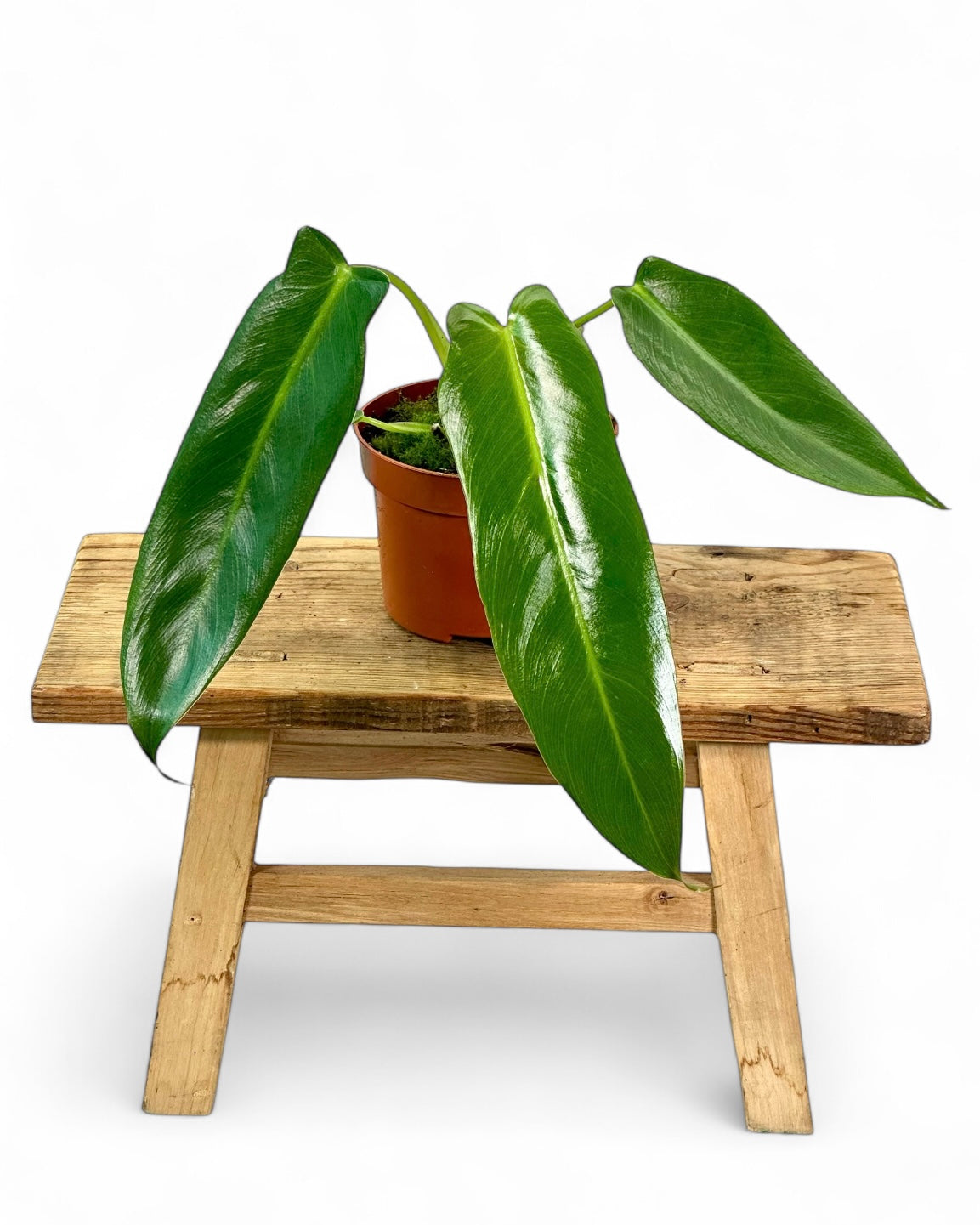 Philodendron Spiritus Sancti