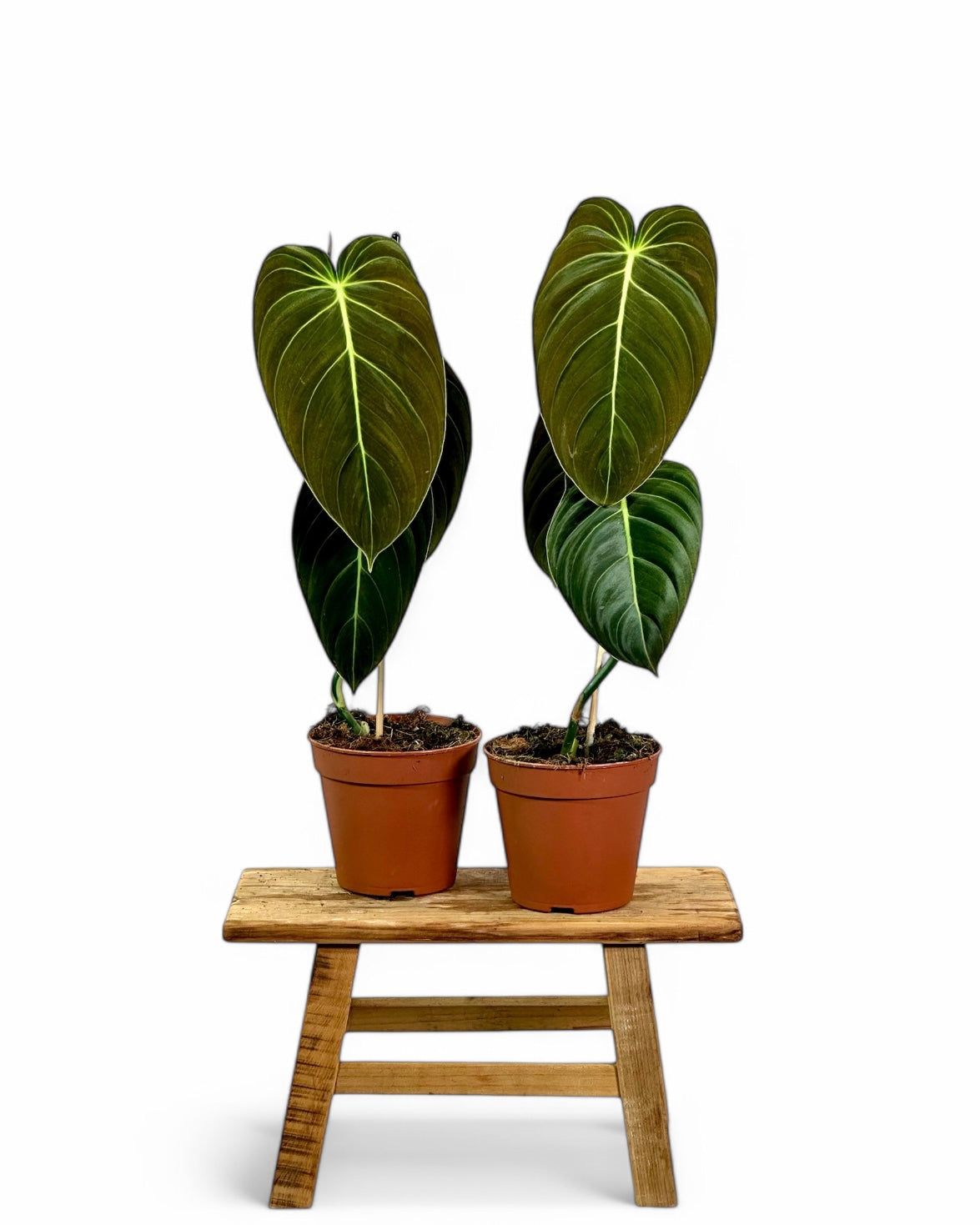 Philodendron Melanochrysum