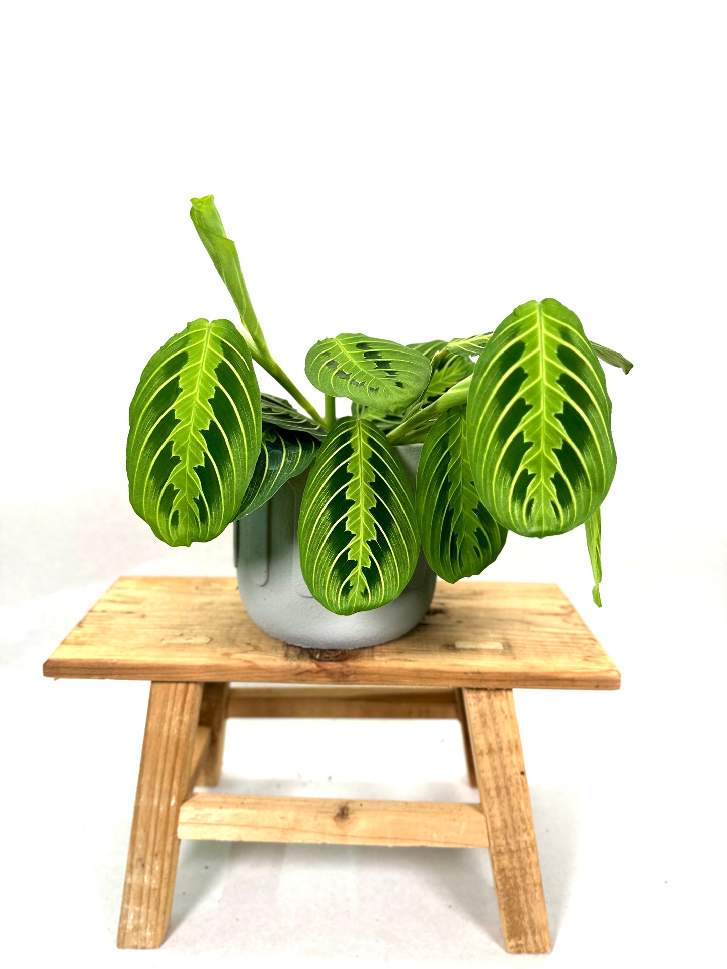 Maranta Leuconeura Lemon Lime