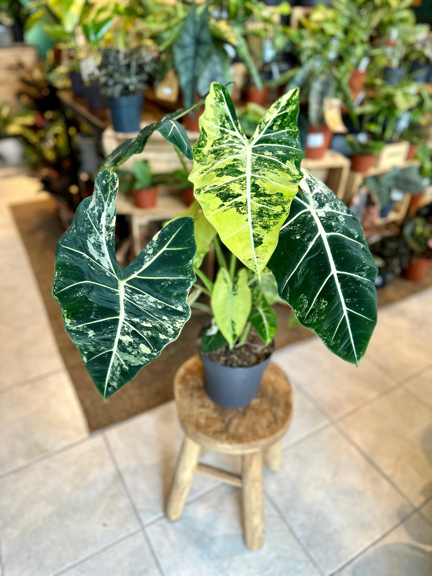 Alocasia Frydek variegata - Taille XL 1010