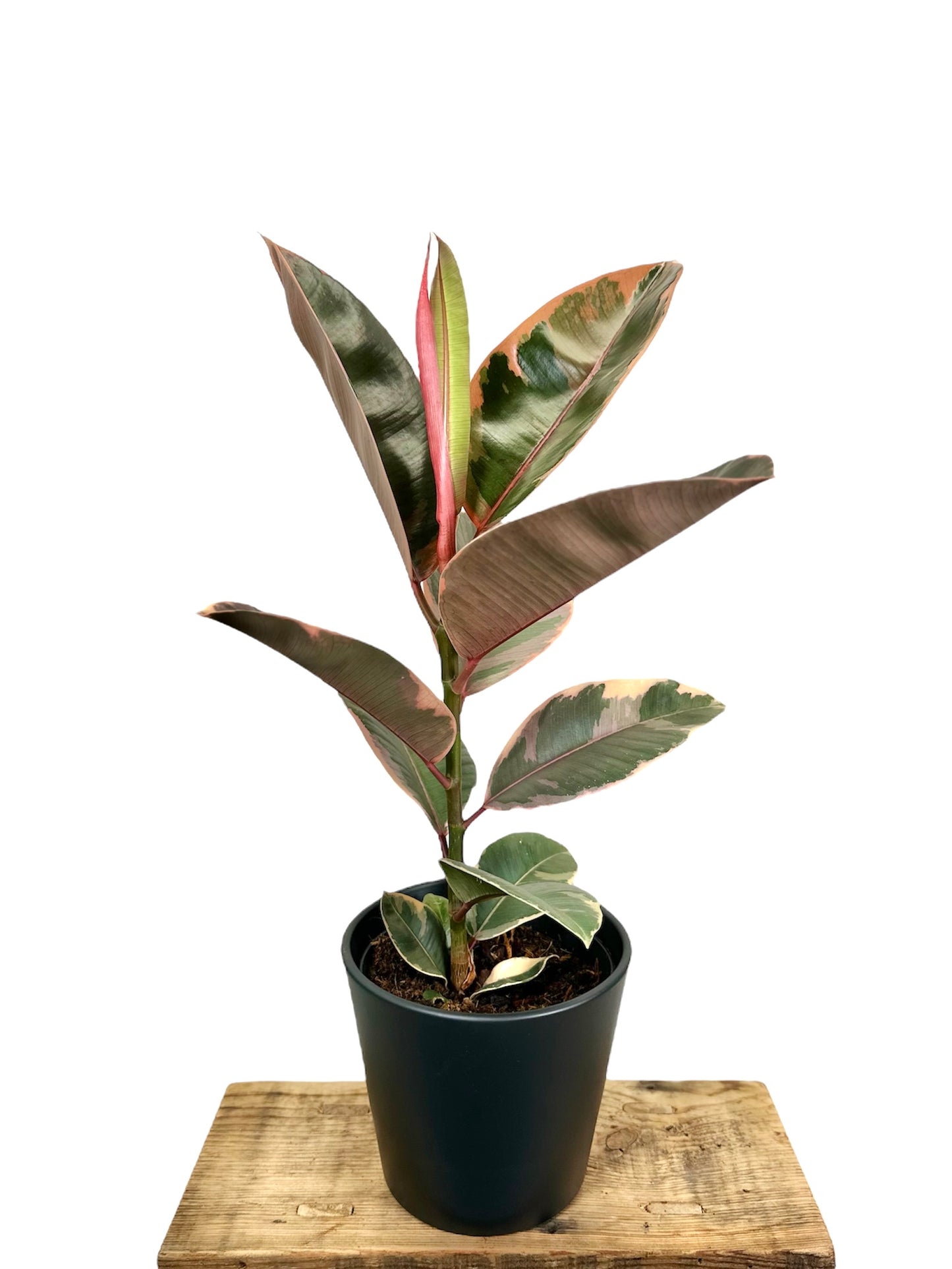 Ficus Elastica Ruby