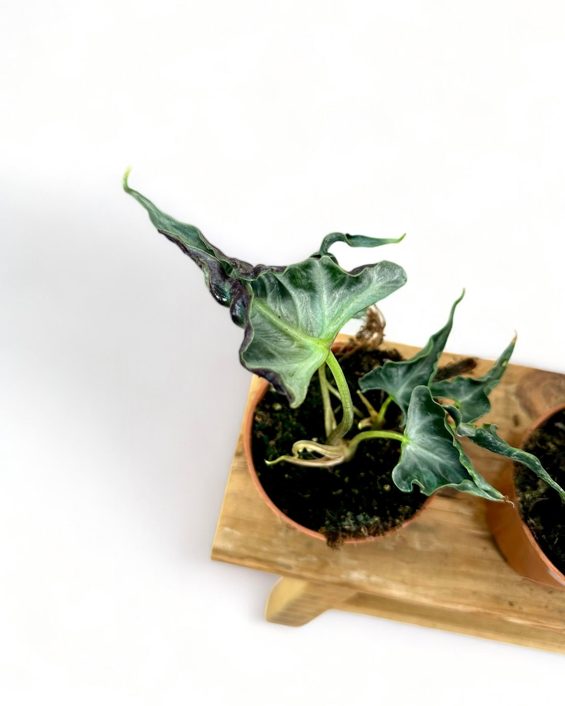 Alocasia Loco