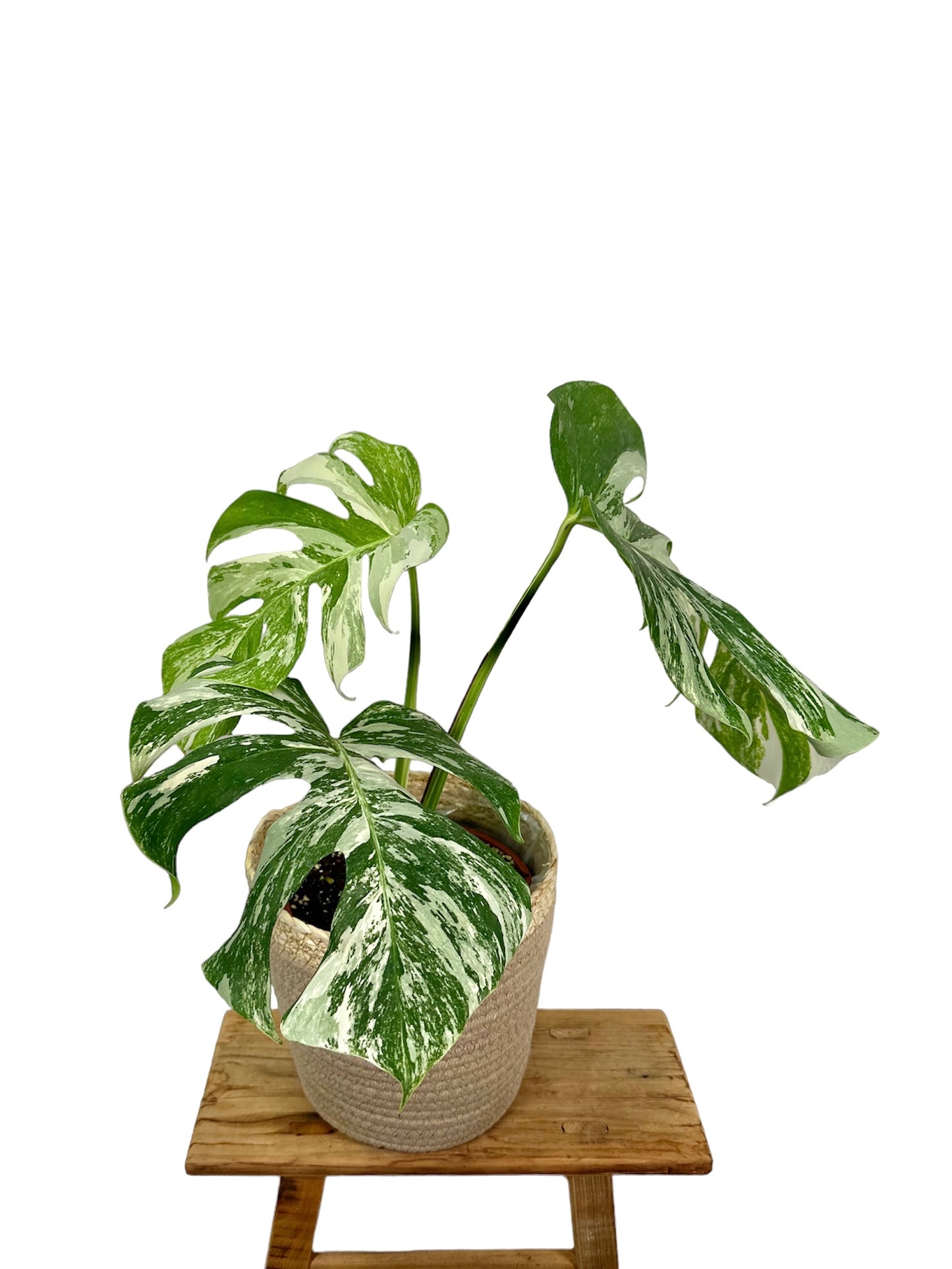 Monstera Deliciosa variegata 1002