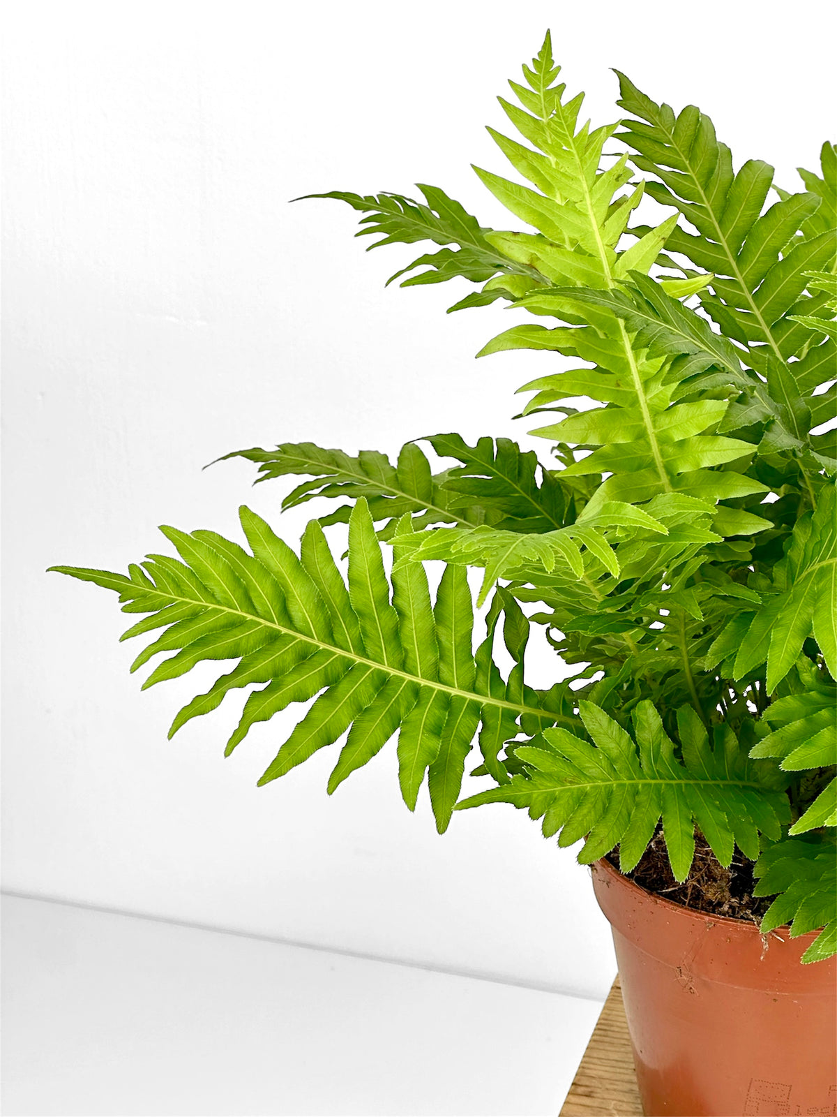 Blechnum Gib Silver Lady (Fougère)