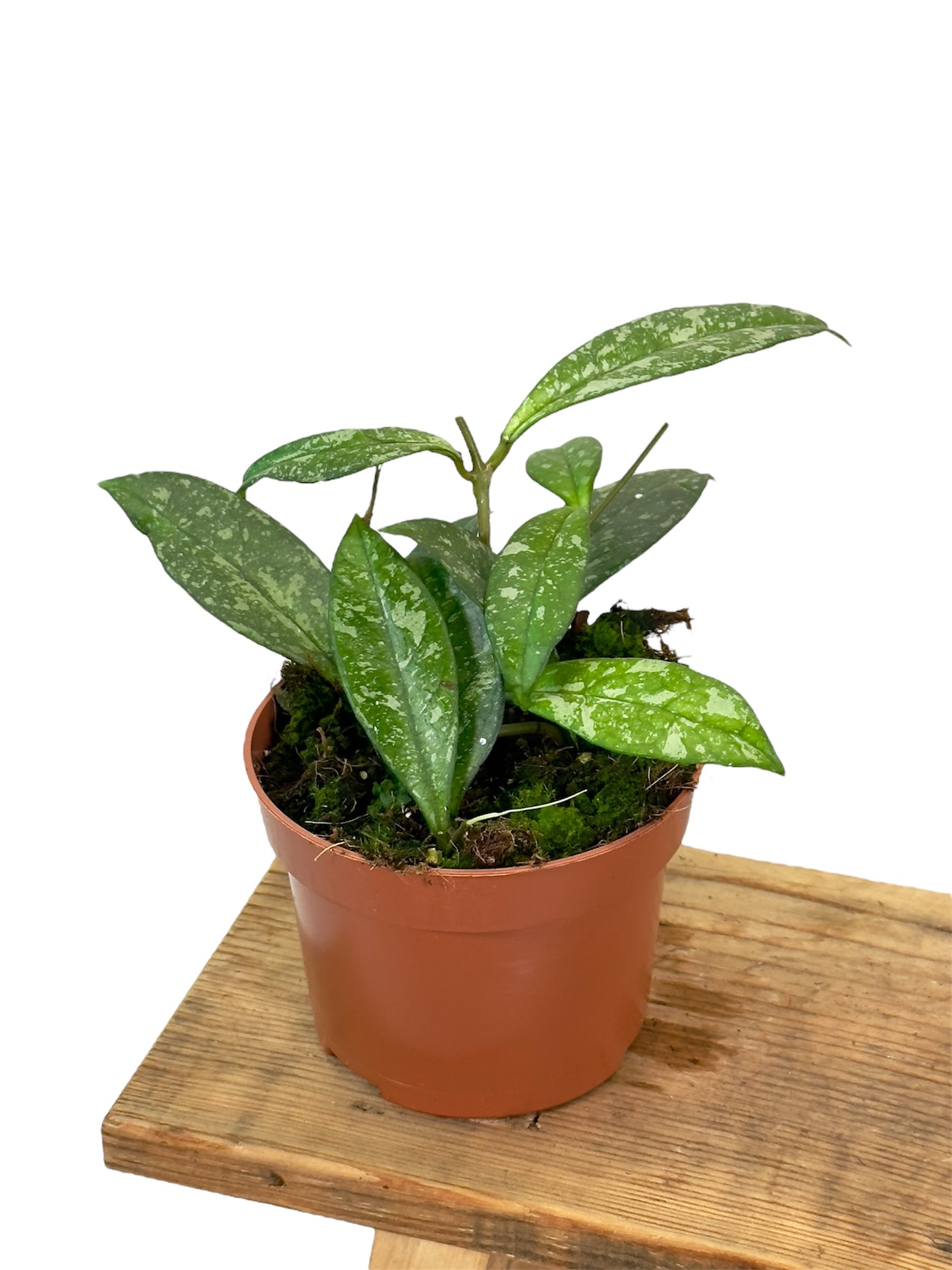 Hoya Crassipetiolata Splash