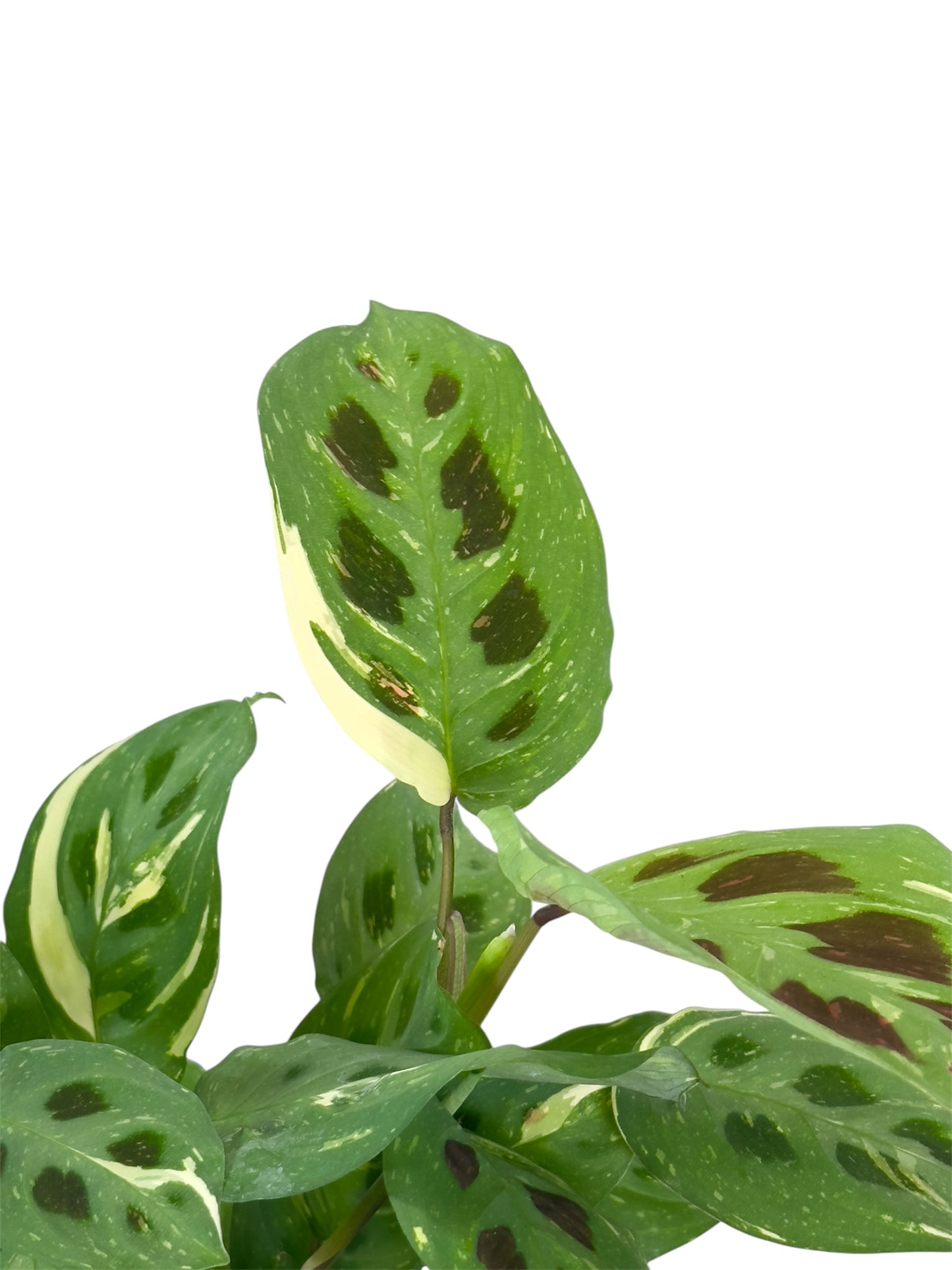 Maranta Leuconeura Kerchoveana variegata