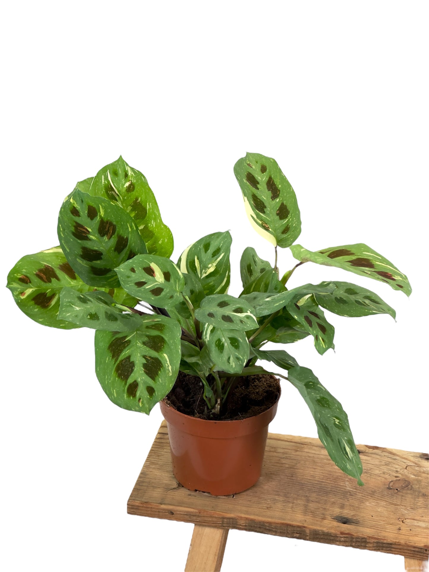 Maranta Leuconeura Kerchoveana variegata