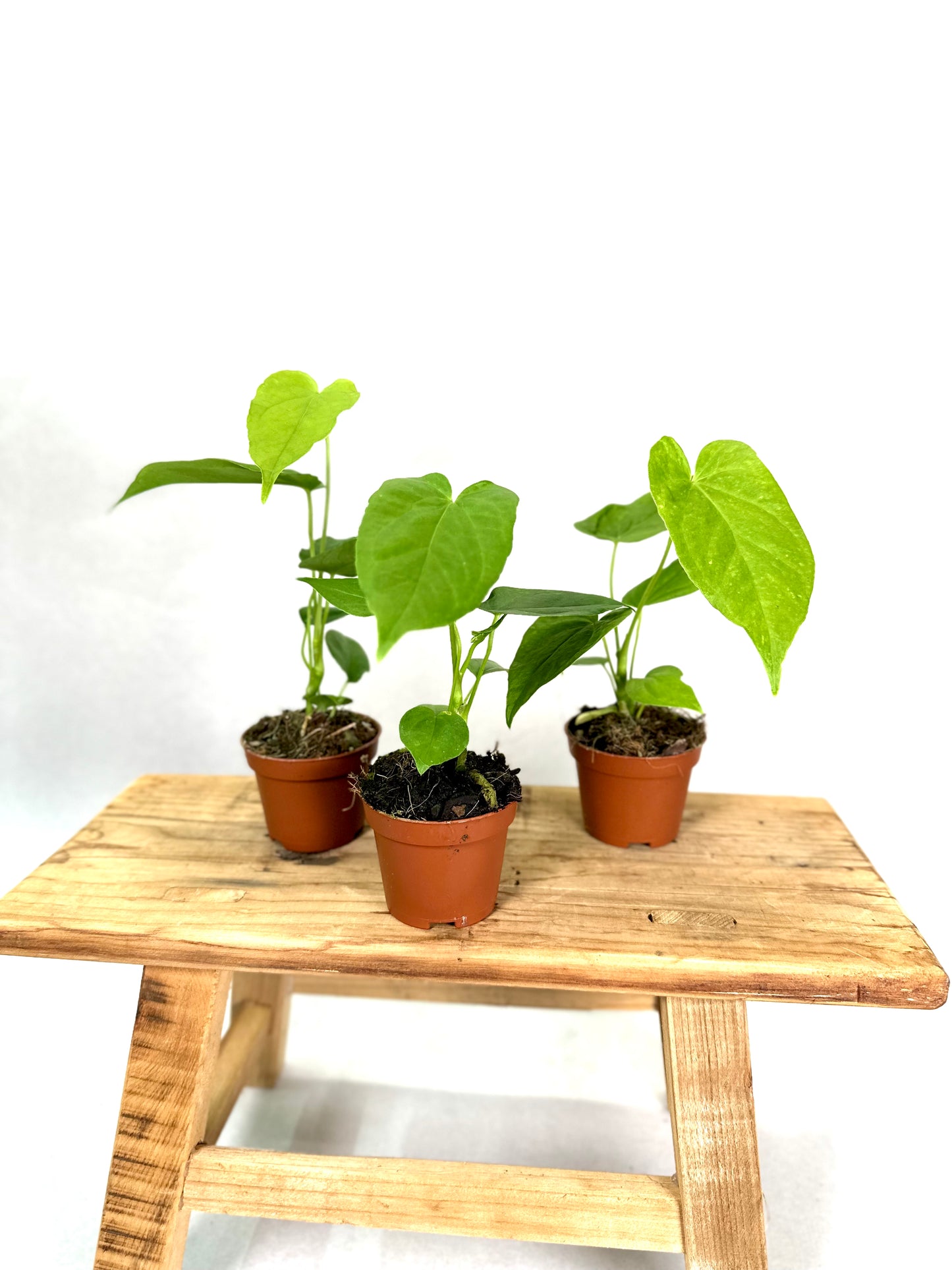 Anthurium Balaoanum - Baby plant