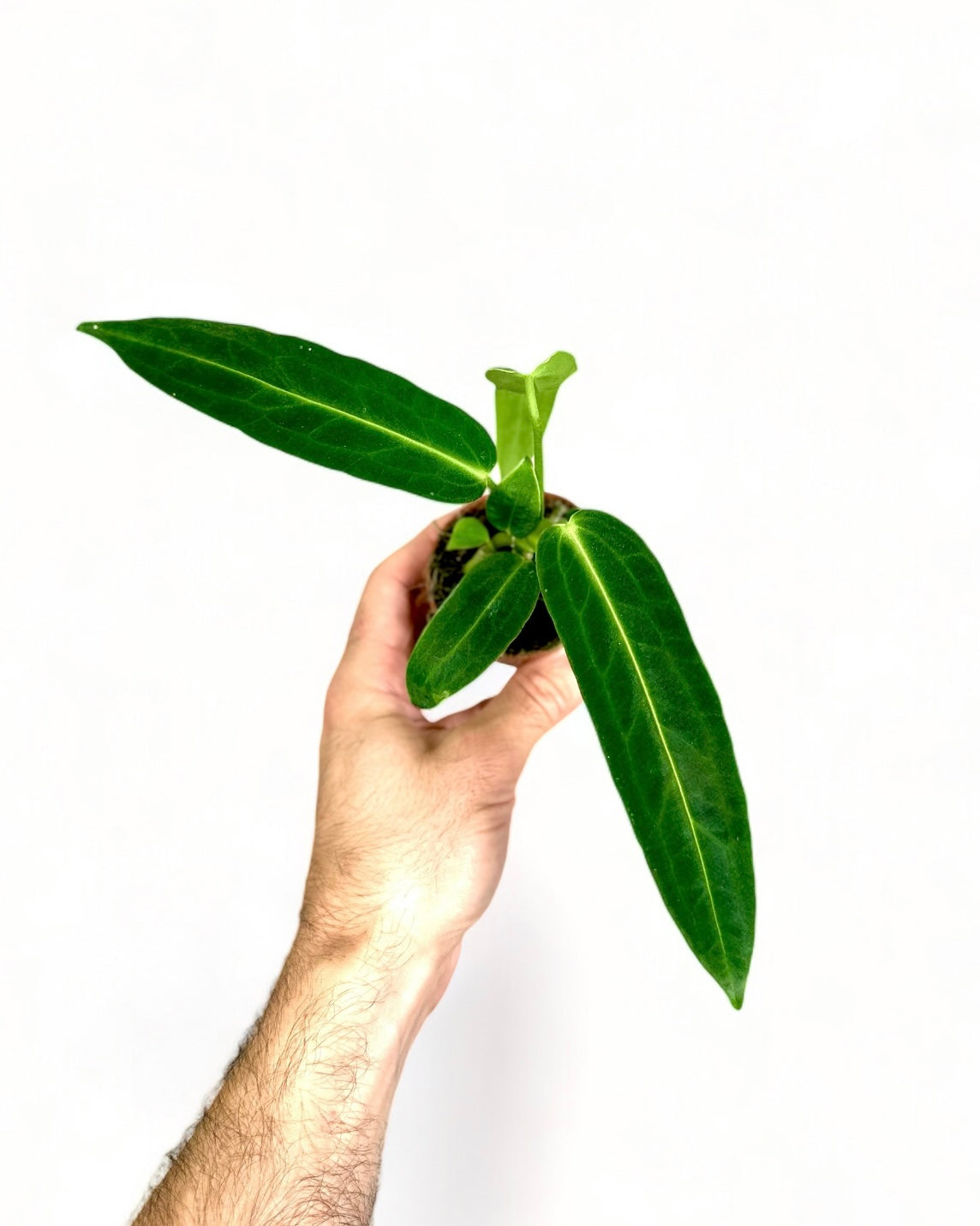 Anthurium Warocqueanum - Baby plant