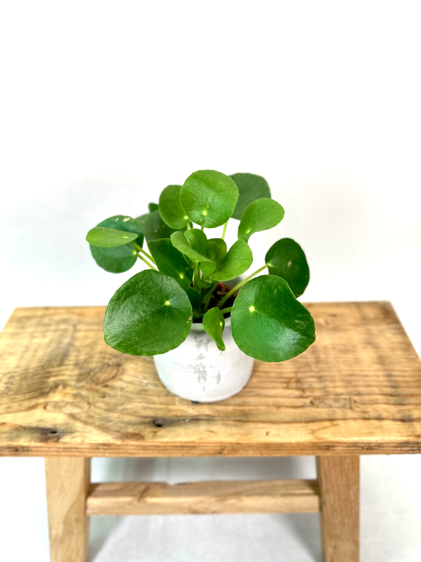 Pilea Peperomioides - Baby plant