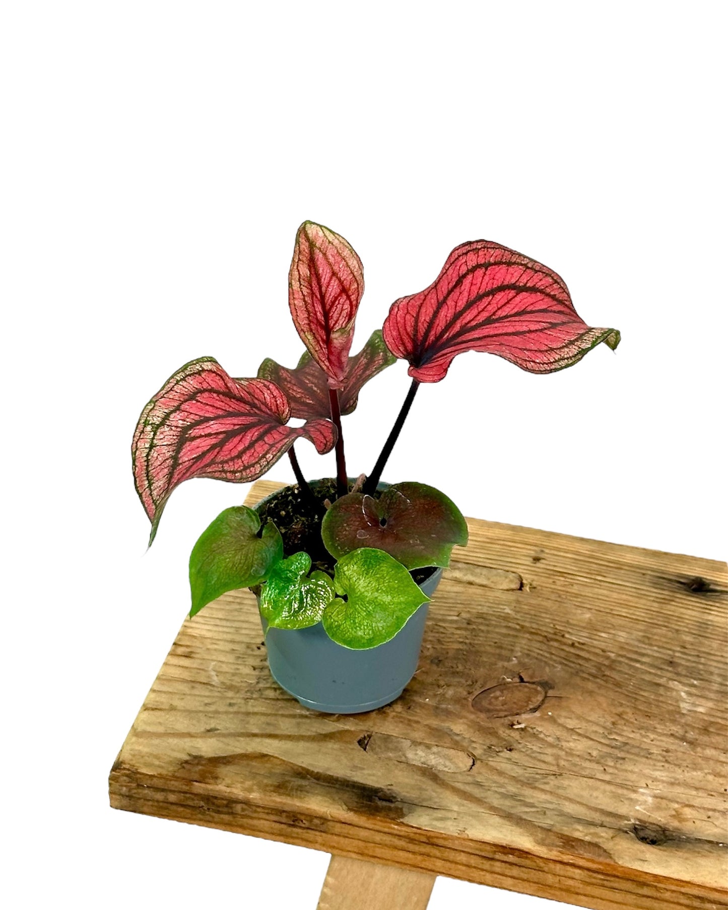 Caladium Lucia - Baby plant