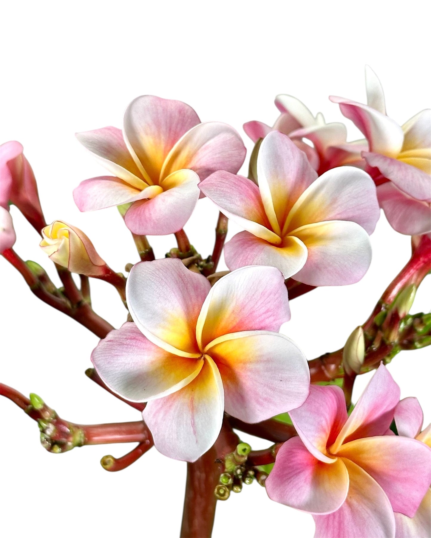 Plumeria - Frangipanier