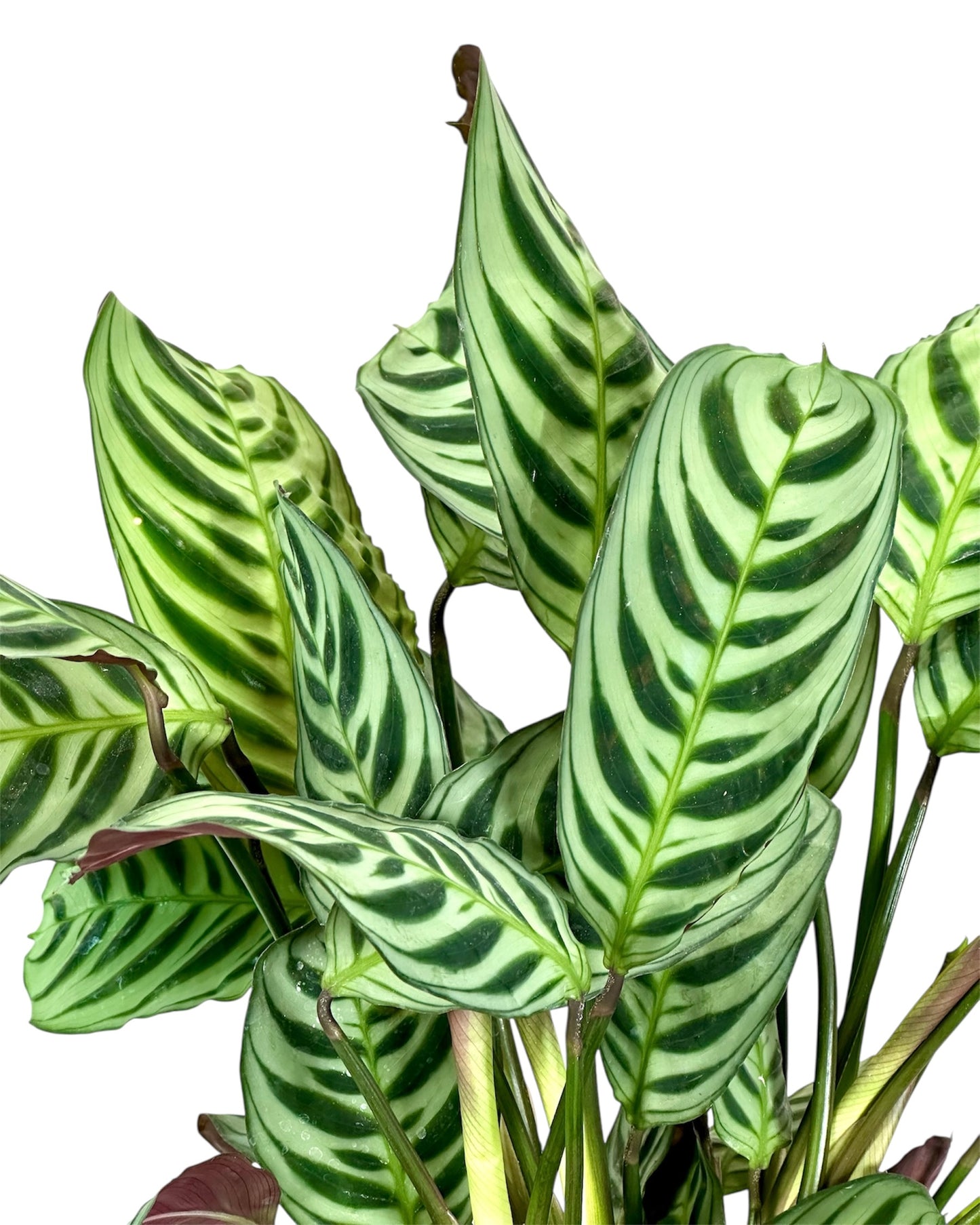 Calathea Compactstar