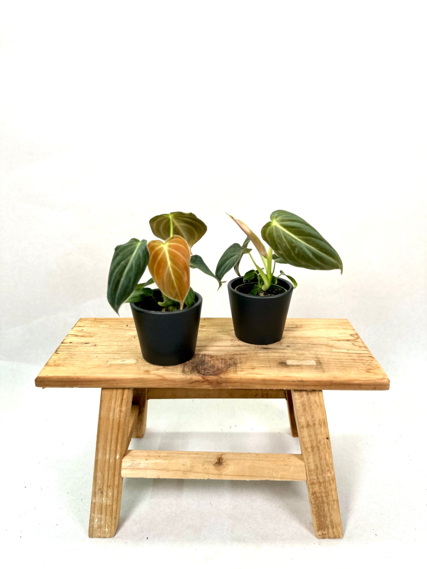 Philodendron Melanochrysum - Baby plant