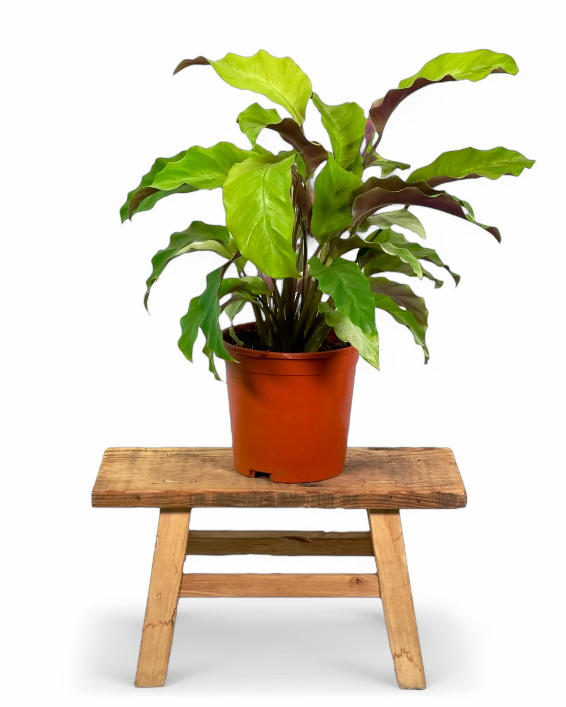Calathea Yellow