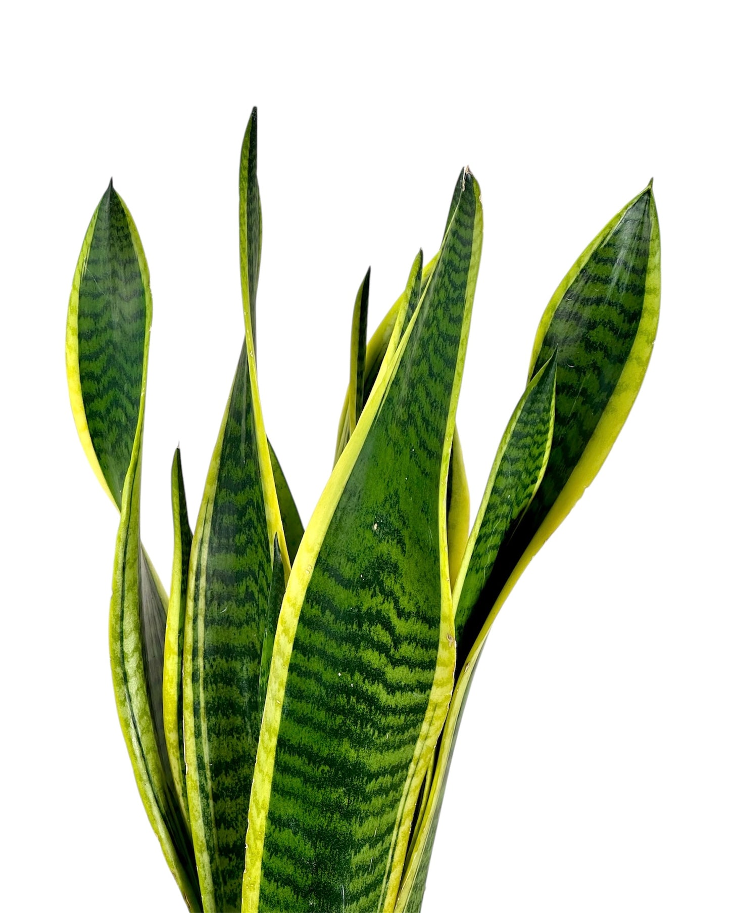 Sansevieria Laurentii 'pot Ø14 cm'