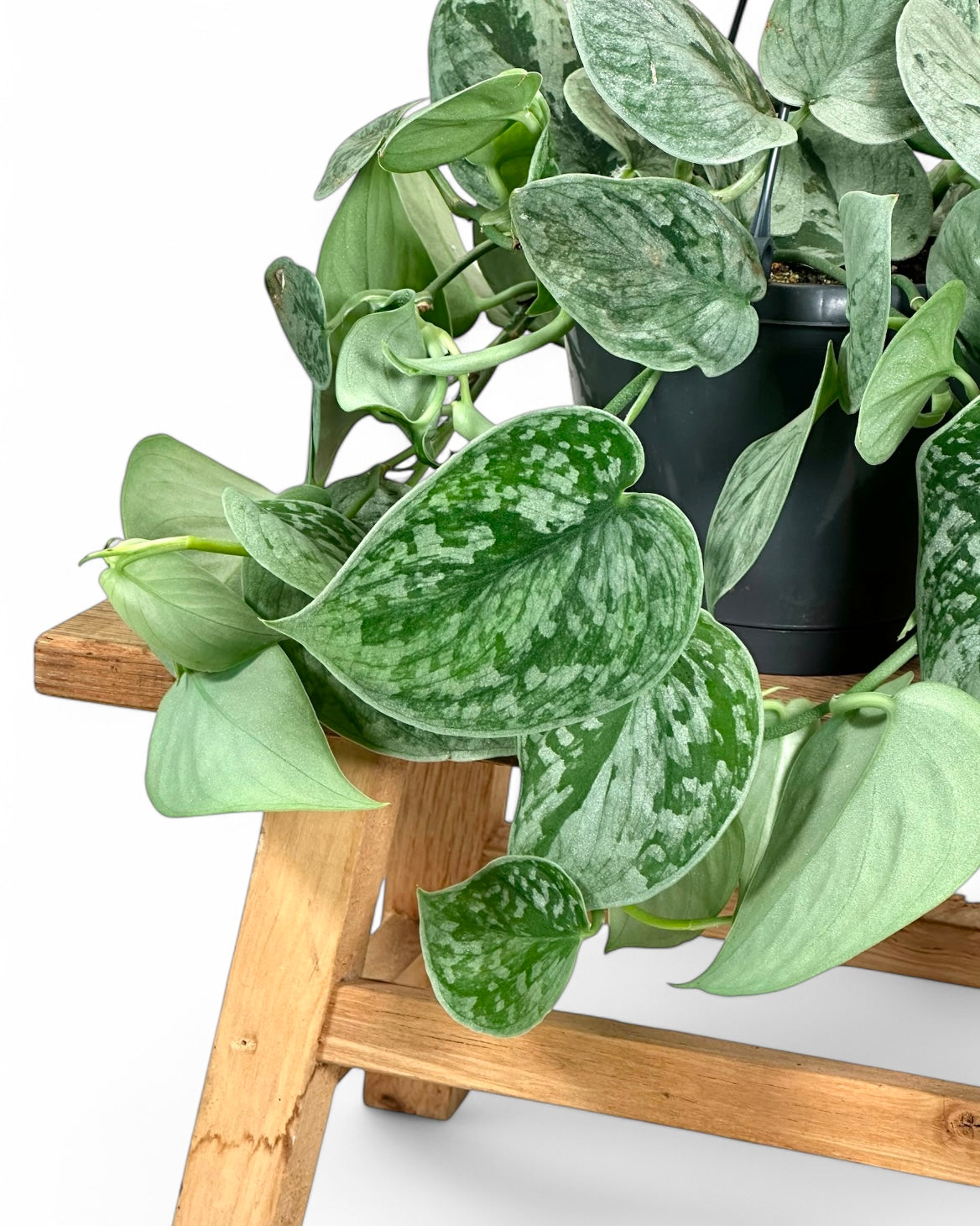 Scindapsus Pictus Silvery Ann - suspension