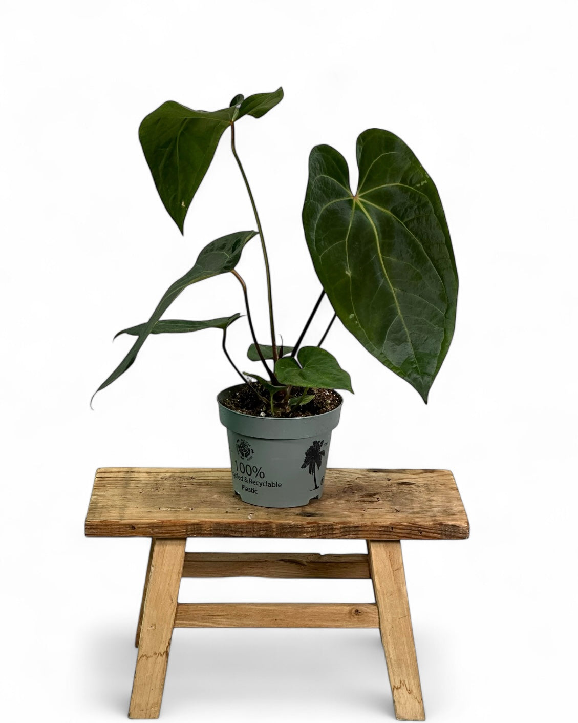 Anthurium Dark Phoenix