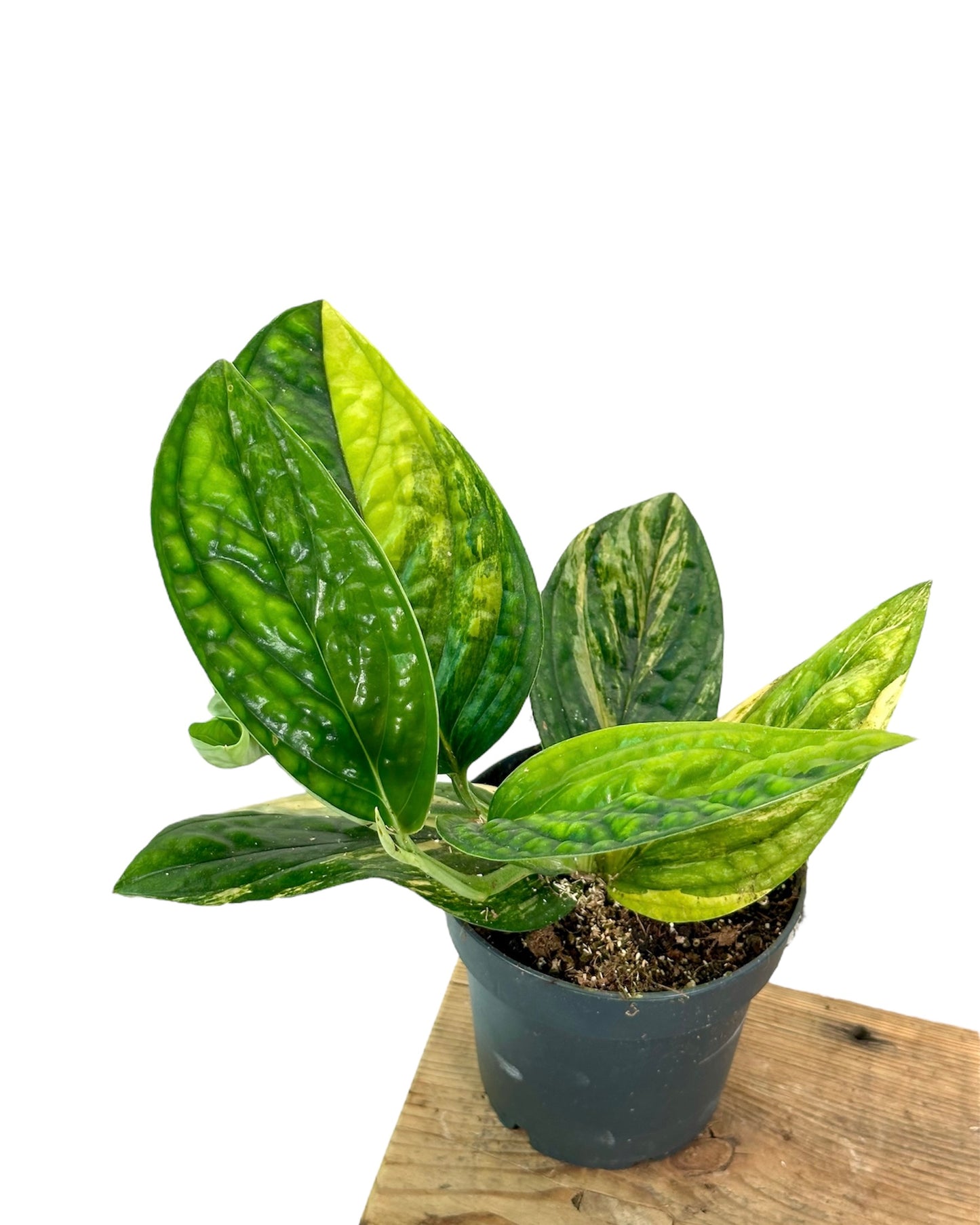 Scindapsus Marble Planet variegata