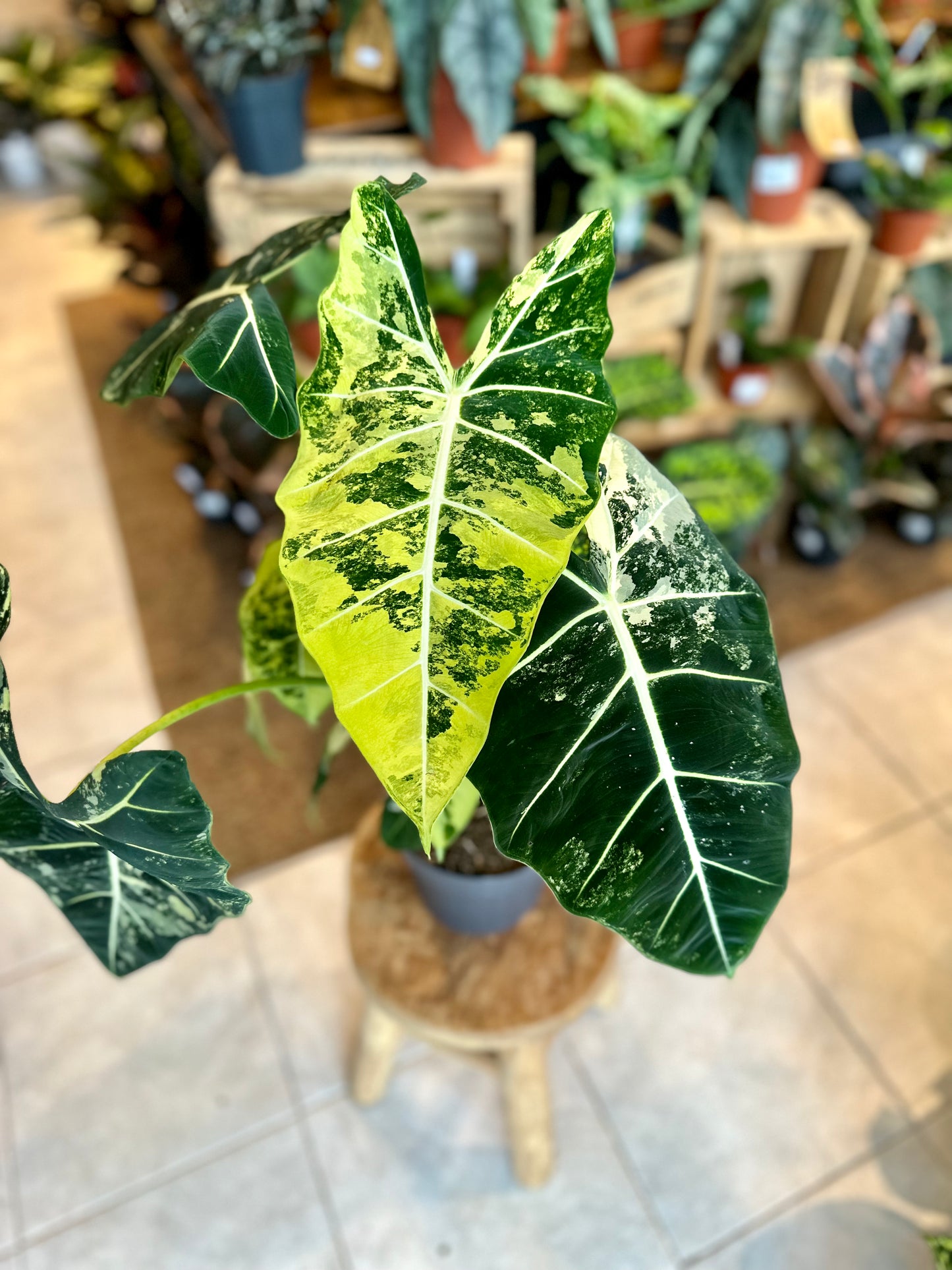 Alocasia Frydek variegata - Taille XL 1010